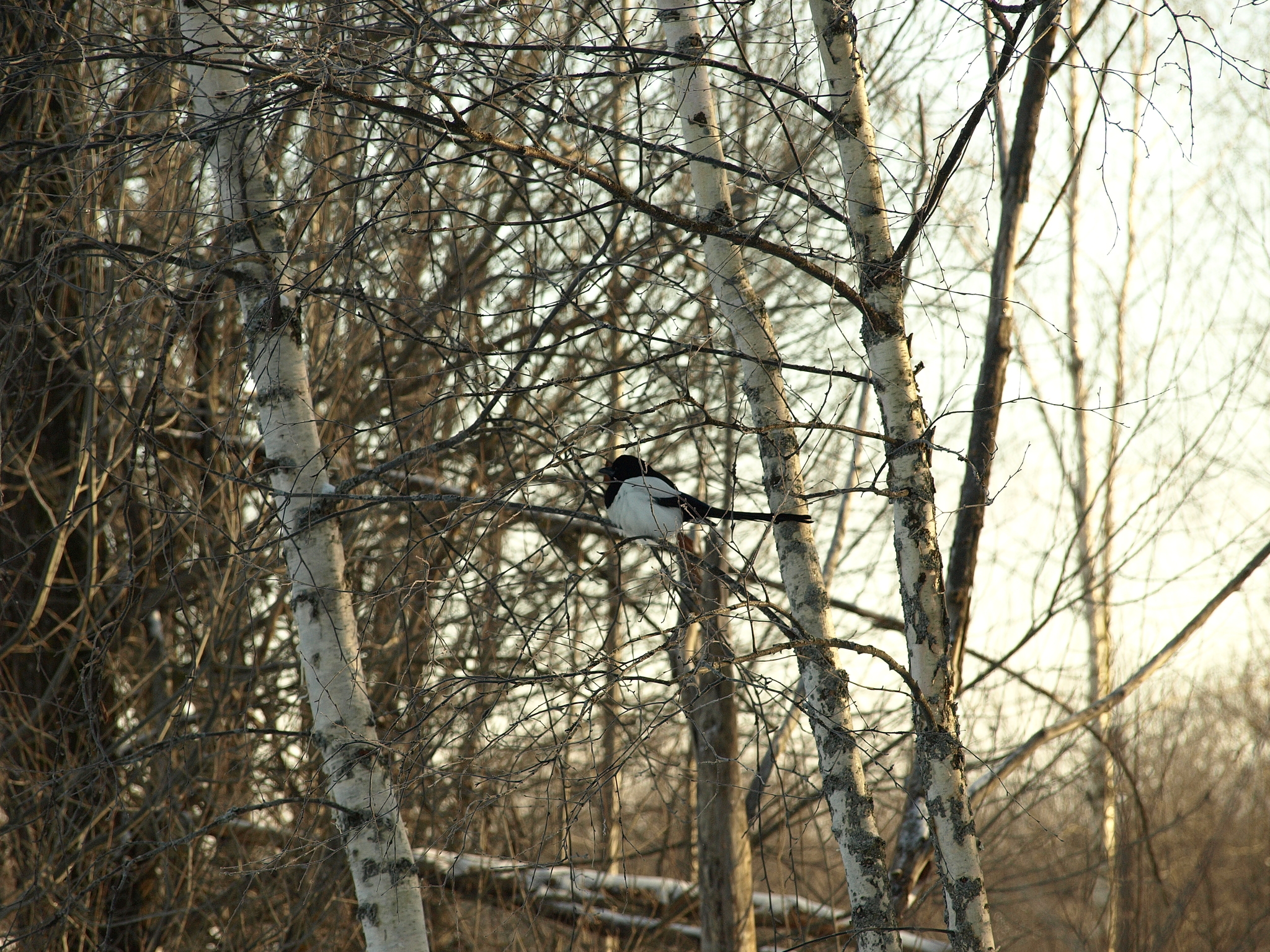 Winter is coming :( - My, The photo, Winter, Walk, Nature, Landscape, Longpost