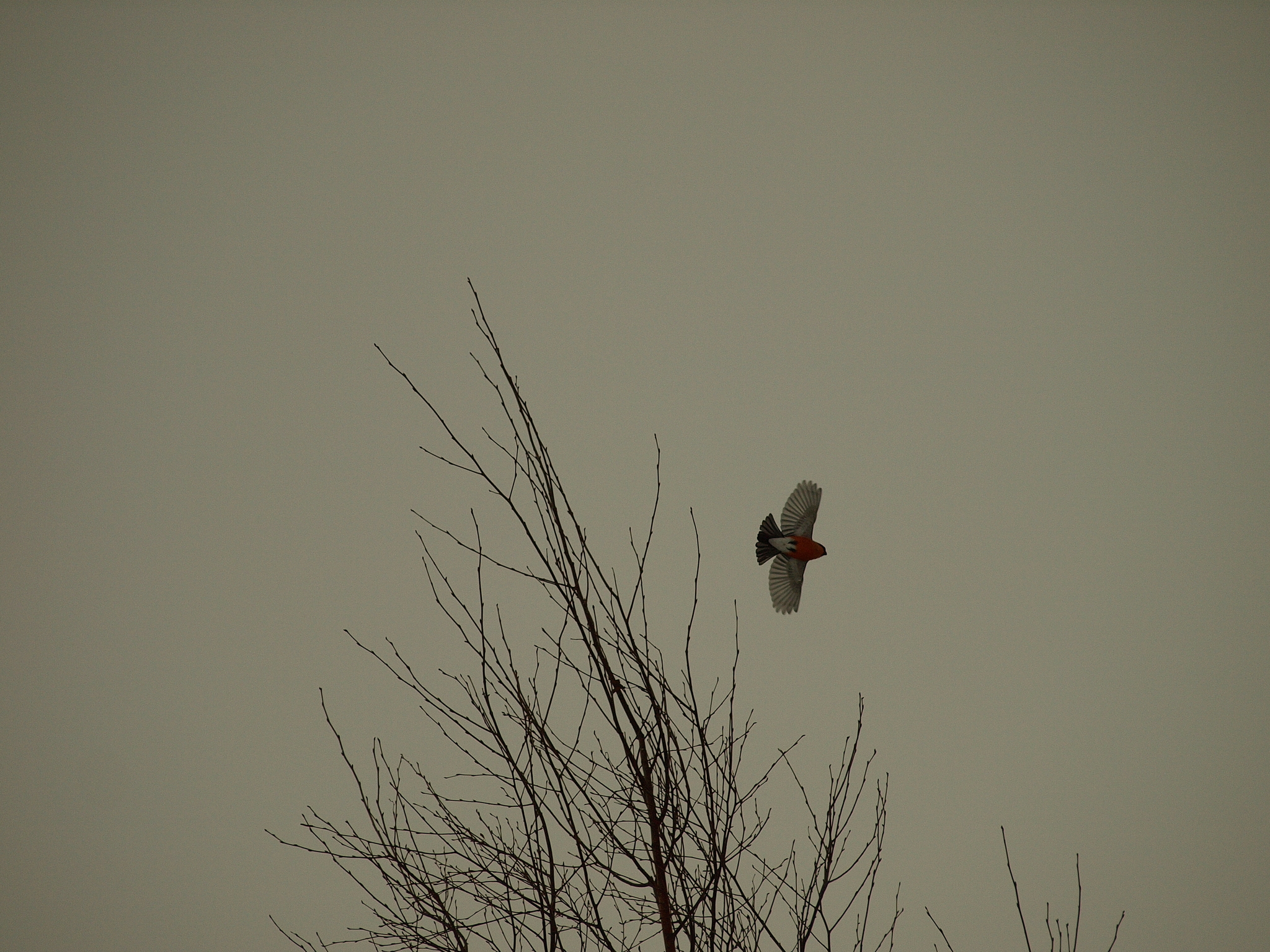 Winter is coming :( - My, The photo, Winter, Walk, Nature, Landscape, Longpost