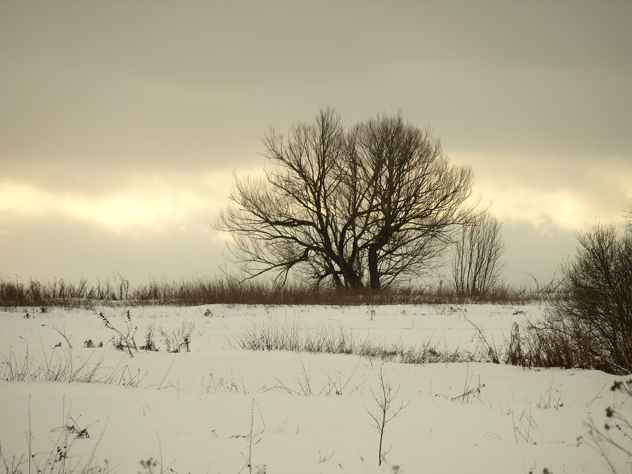 Winter is coming :( - My, The photo, Winter, Walk, Nature, Landscape, Longpost