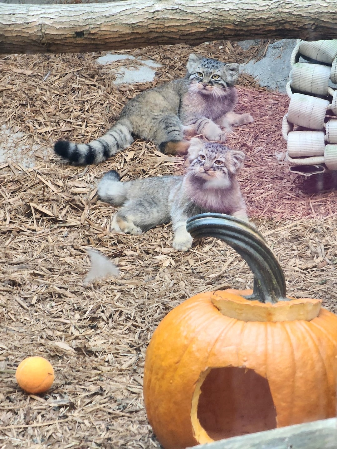 Moose Cubs Get Ready for Halloween - Wild animals, Predatory animals, Cat family, Pallas' cat, Small cats, Young, The photo, Zoo, Reddit (link), Longpost, Pumpkin, Halloween pumpkin