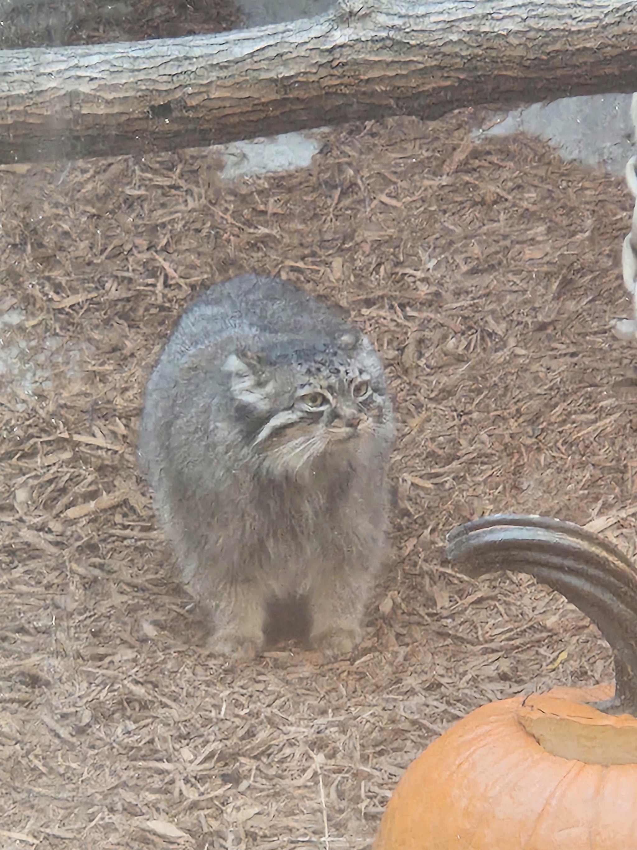 Moose Cubs Get Ready for Halloween - Wild animals, Predatory animals, Cat family, Pallas' cat, Small cats, Young, The photo, Zoo, Reddit (link), Longpost, Pumpkin, Halloween pumpkin