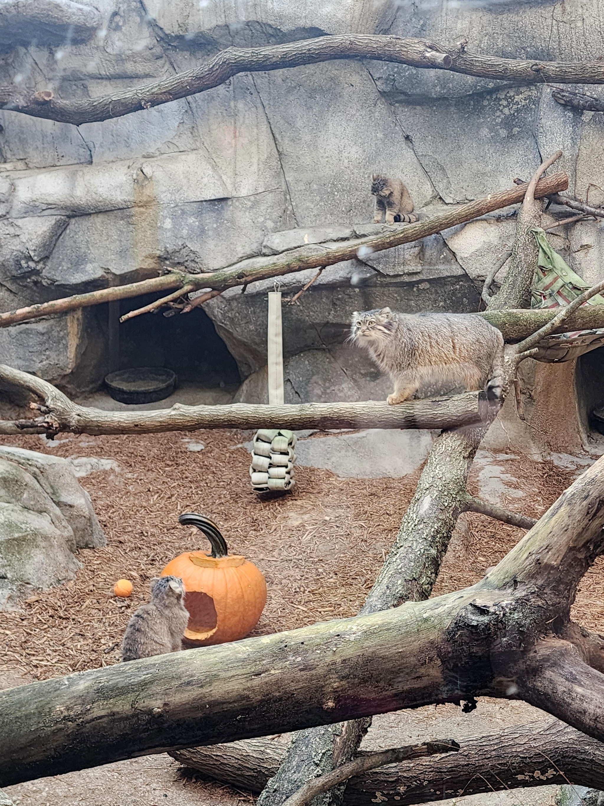 Moose Cubs Get Ready for Halloween - Wild animals, Predatory animals, Cat family, Pallas' cat, Small cats, Young, The photo, Zoo, Reddit (link), Longpost, Pumpkin, Halloween pumpkin