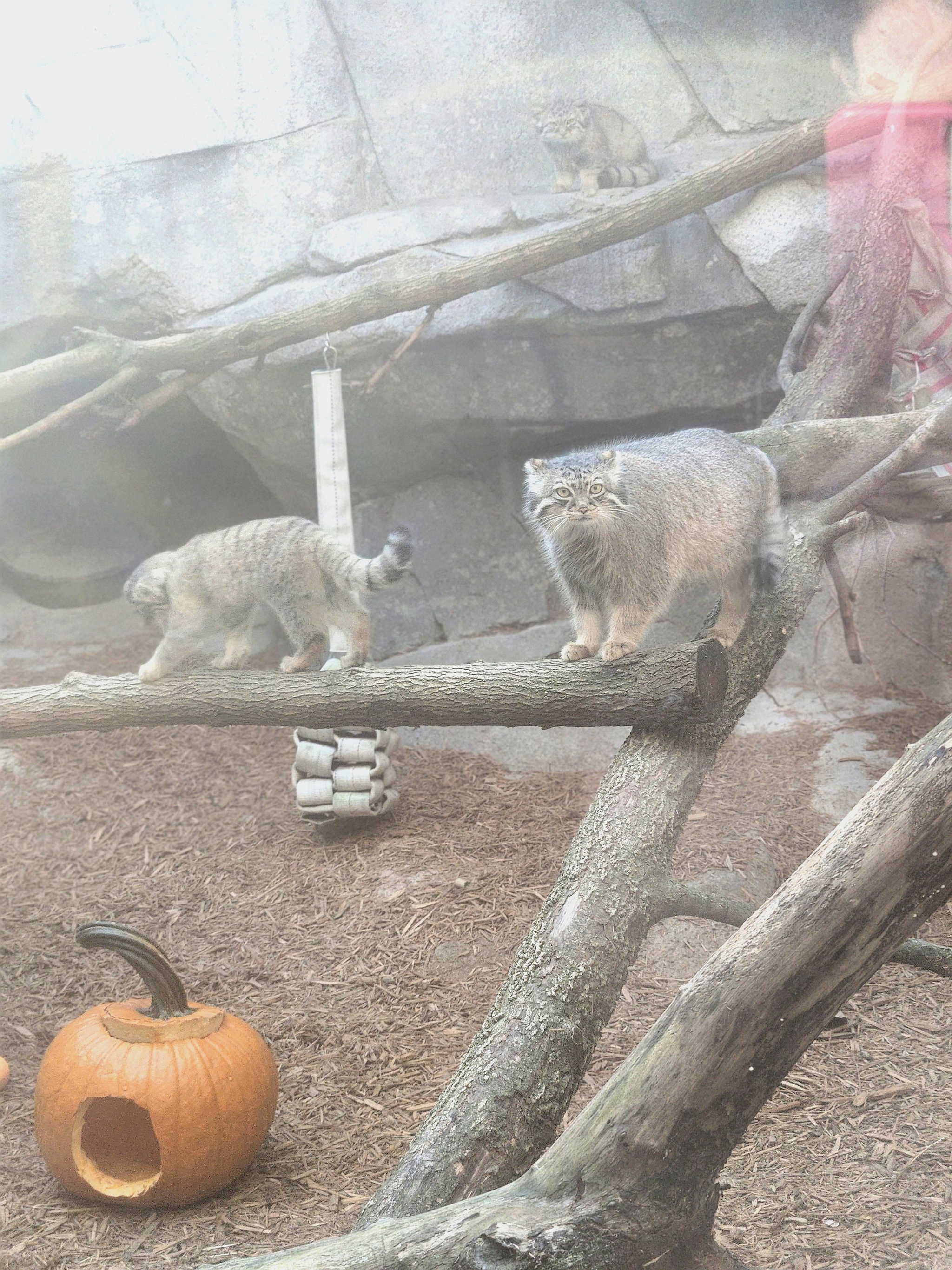 Moose Cubs Get Ready for Halloween - Wild animals, Predatory animals, Cat family, Pallas' cat, Small cats, Young, The photo, Zoo, Reddit (link), Longpost, Pumpkin, Halloween pumpkin