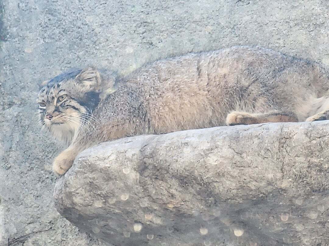 Moose Cubs Get Ready for Halloween - Wild animals, Predatory animals, Cat family, Pallas' cat, Small cats, Young, The photo, Zoo, Reddit (link), Longpost, Pumpkin, Halloween pumpkin