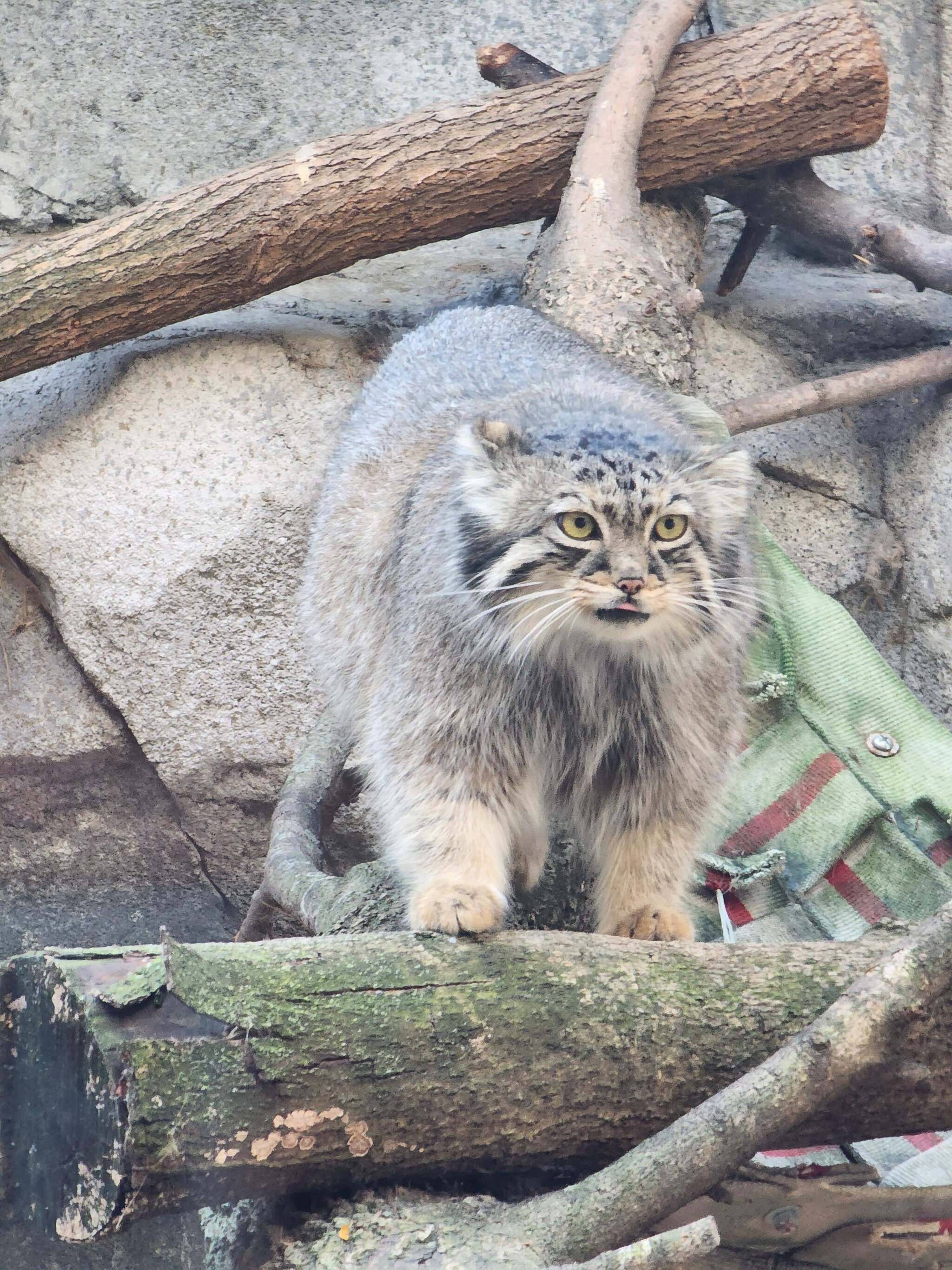 Moose Cubs Get Ready for Halloween - Wild animals, Predatory animals, Cat family, Pallas' cat, Small cats, Young, The photo, Zoo, Reddit (link), Longpost, Pumpkin, Halloween pumpkin