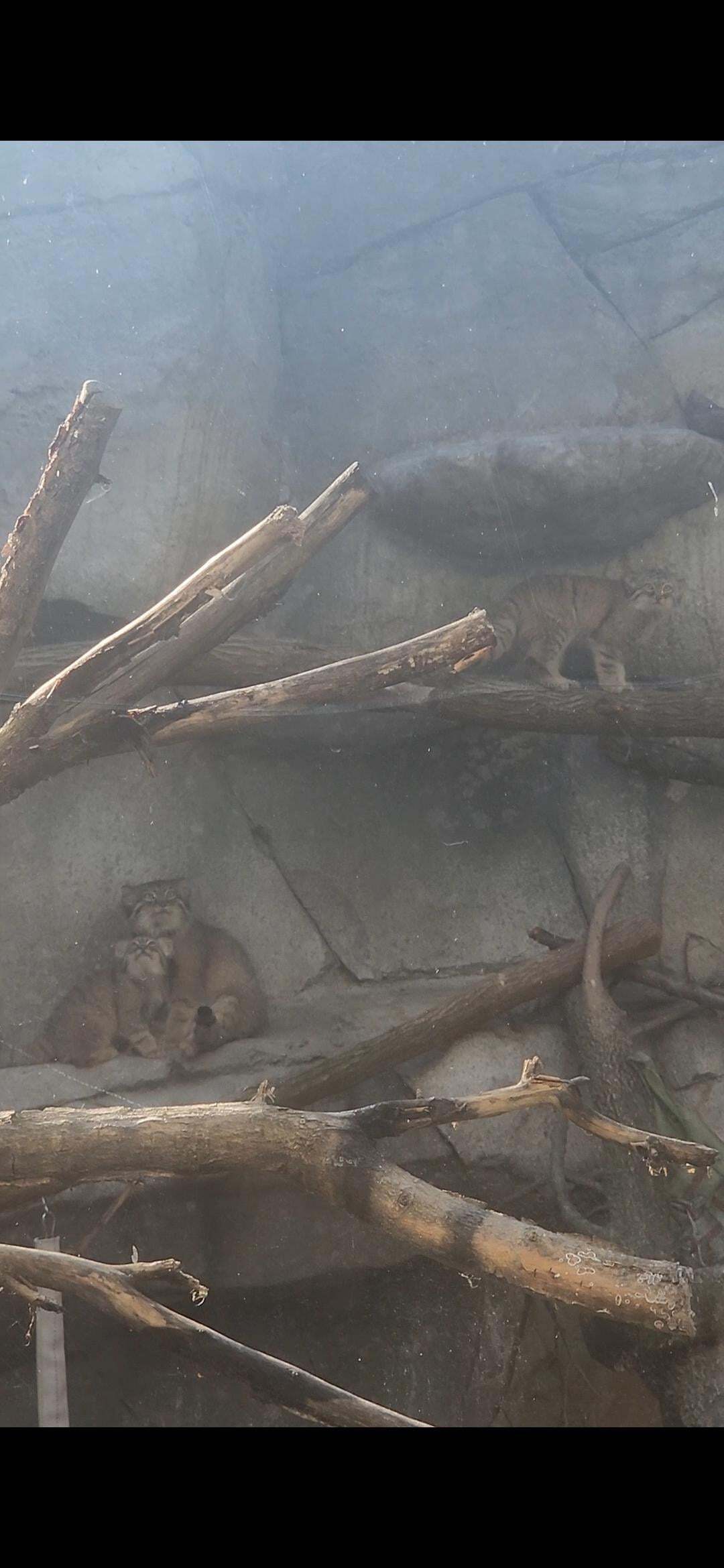 Moose Cubs Get Ready for Halloween - Wild animals, Predatory animals, Cat family, Pallas' cat, Small cats, Young, The photo, Zoo, Reddit (link), Longpost, Pumpkin, Halloween pumpkin