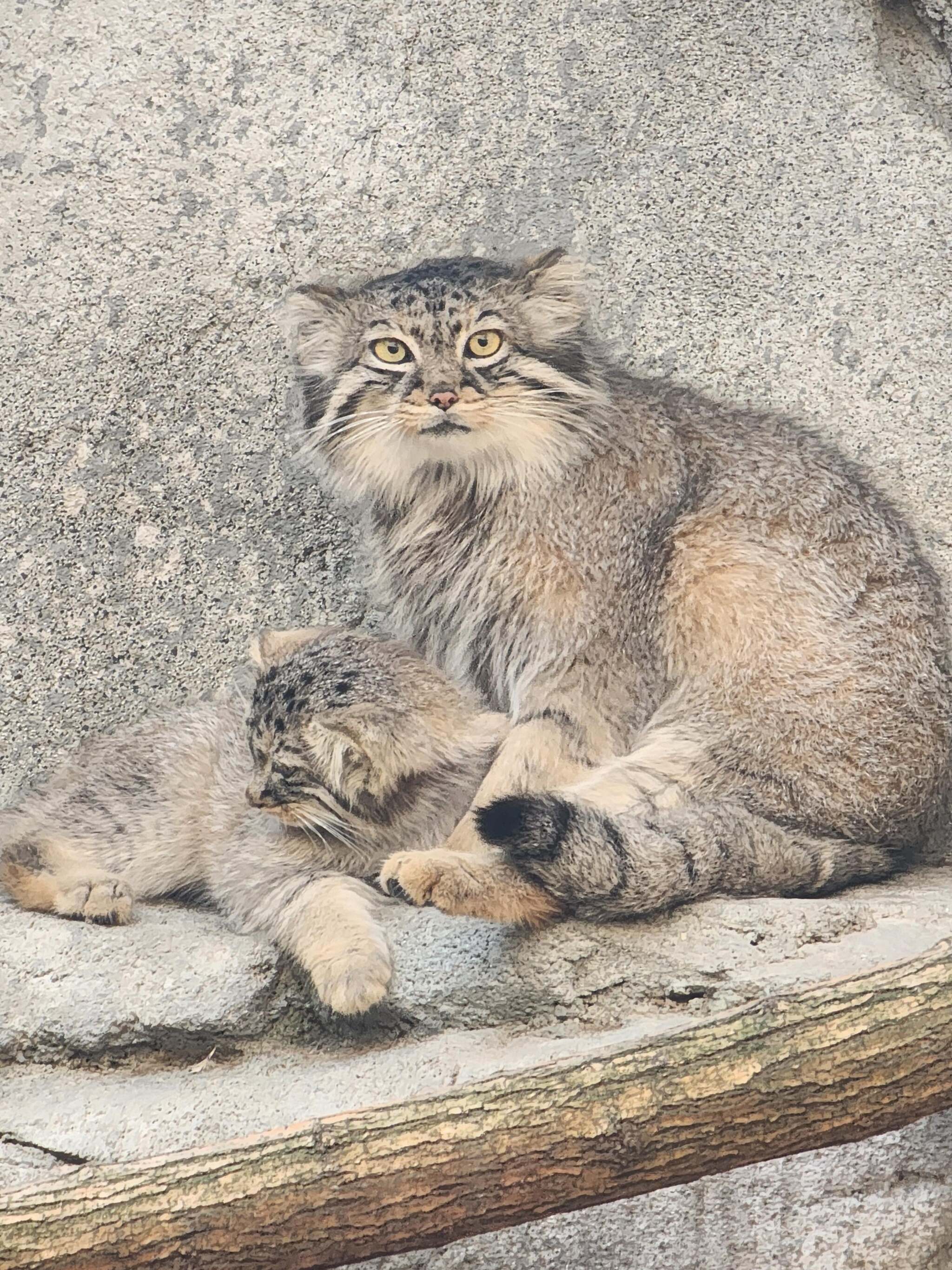 Moose Cubs Get Ready for Halloween - Wild animals, Predatory animals, Cat family, Pallas' cat, Small cats, Young, The photo, Zoo, Reddit (link), Longpost, Pumpkin, Halloween pumpkin