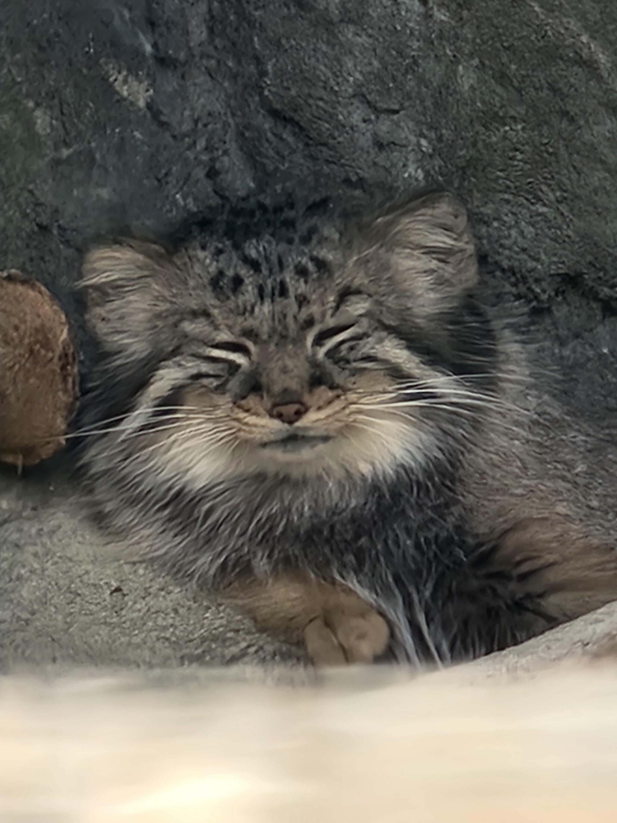 Moose Cubs Get Ready for Halloween - Wild animals, Predatory animals, Cat family, Pallas' cat, Small cats, Young, The photo, Zoo, Reddit (link), Longpost, Pumpkin, Halloween pumpkin