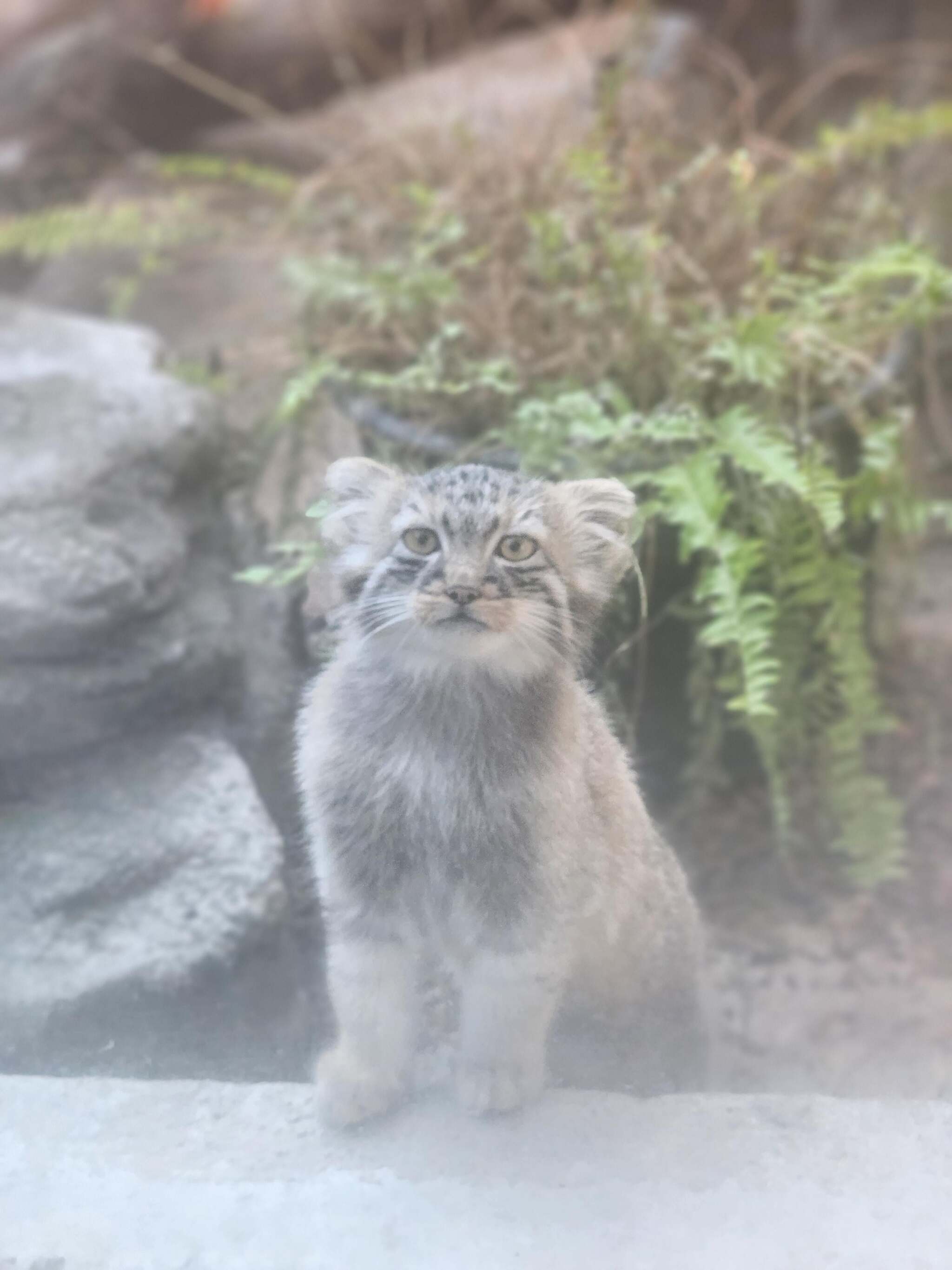 Moose Cubs Get Ready for Halloween - Wild animals, Predatory animals, Cat family, Pallas' cat, Small cats, Young, The photo, Zoo, Reddit (link), Longpost, Pumpkin, Halloween pumpkin