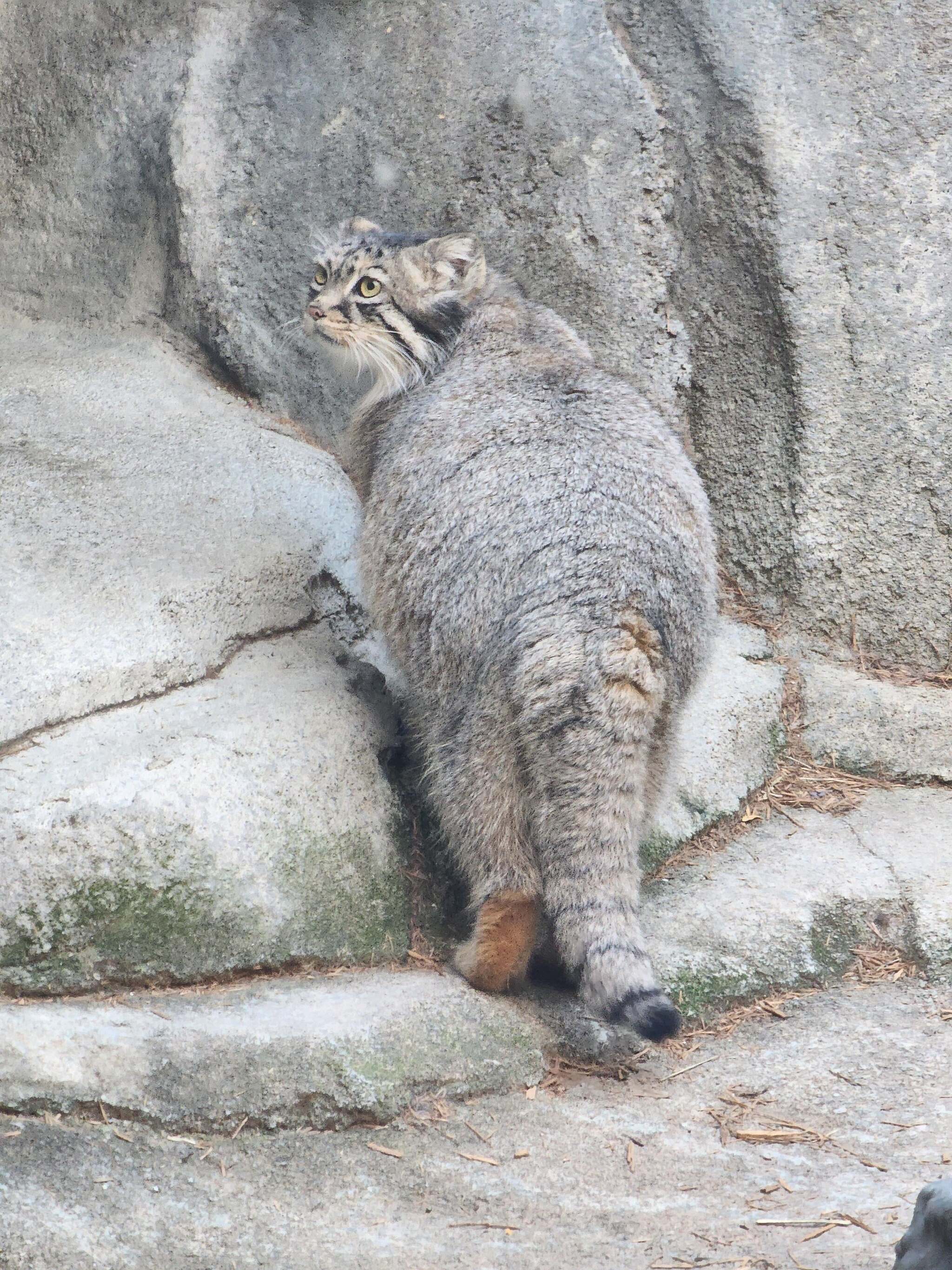 Moose Cubs Get Ready for Halloween - Wild animals, Predatory animals, Cat family, Pallas' cat, Small cats, Young, The photo, Zoo, Reddit (link), Longpost, Pumpkin, Halloween pumpkin