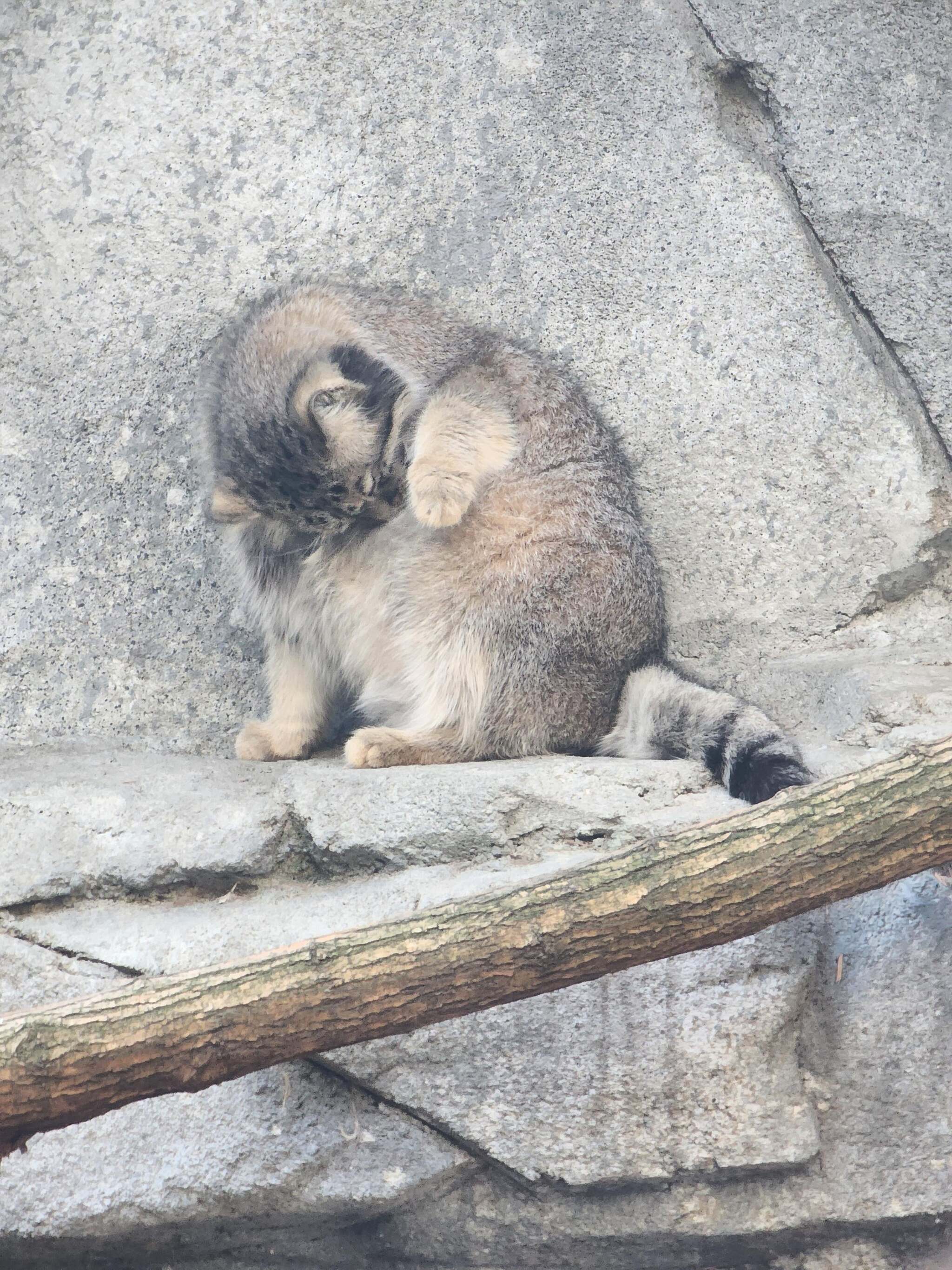 Moose Cubs Get Ready for Halloween - Wild animals, Predatory animals, Cat family, Pallas' cat, Small cats, Young, The photo, Zoo, Reddit (link), Longpost, Pumpkin, Halloween pumpkin