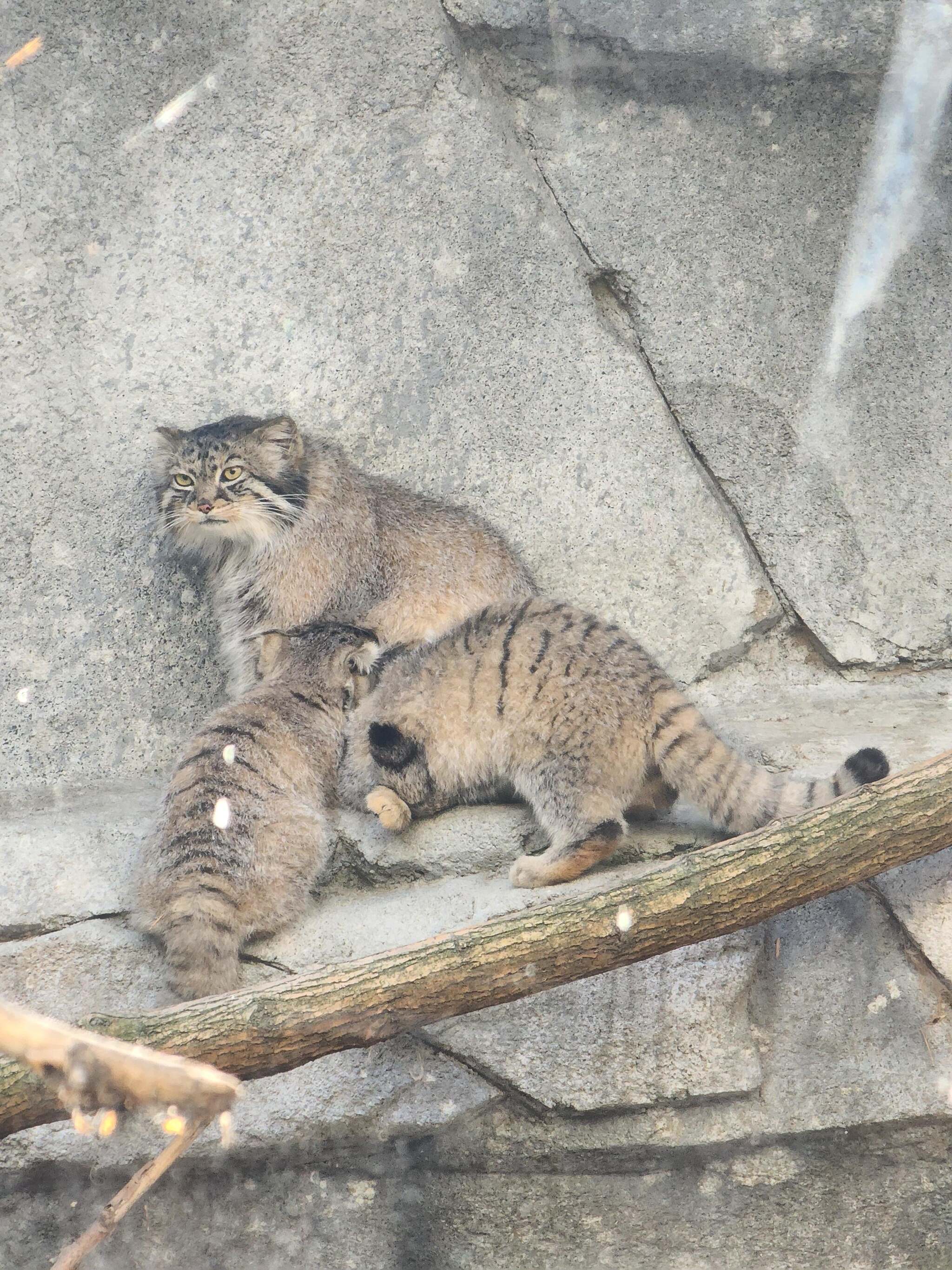 Moose Cubs Get Ready for Halloween - Wild animals, Predatory animals, Cat family, Pallas' cat, Small cats, Young, The photo, Zoo, Reddit (link), Longpost, Pumpkin, Halloween pumpkin