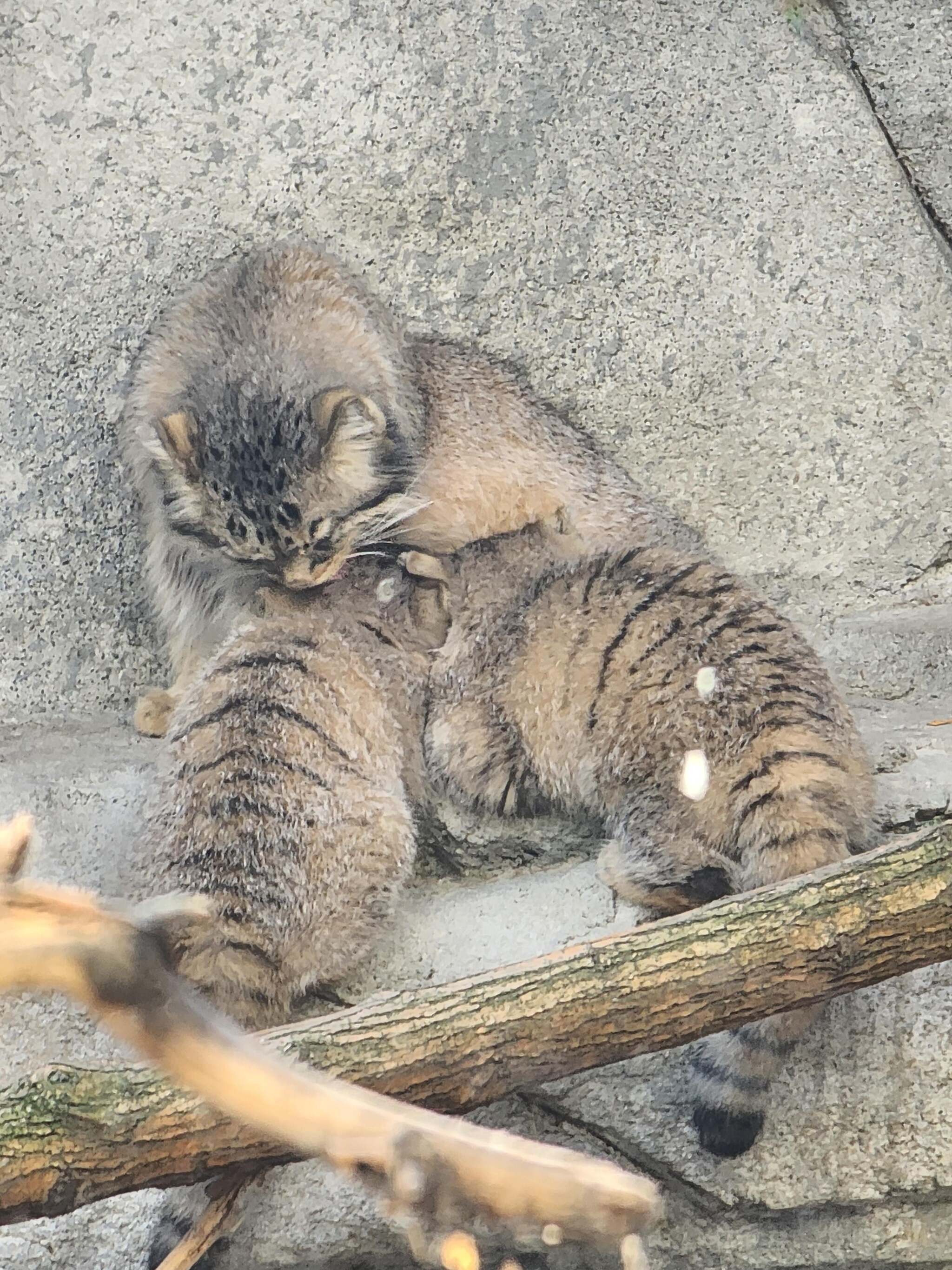 Moose Cubs Get Ready for Halloween - Wild animals, Predatory animals, Cat family, Pallas' cat, Small cats, Young, The photo, Zoo, Reddit (link), Longpost, Pumpkin, Halloween pumpkin