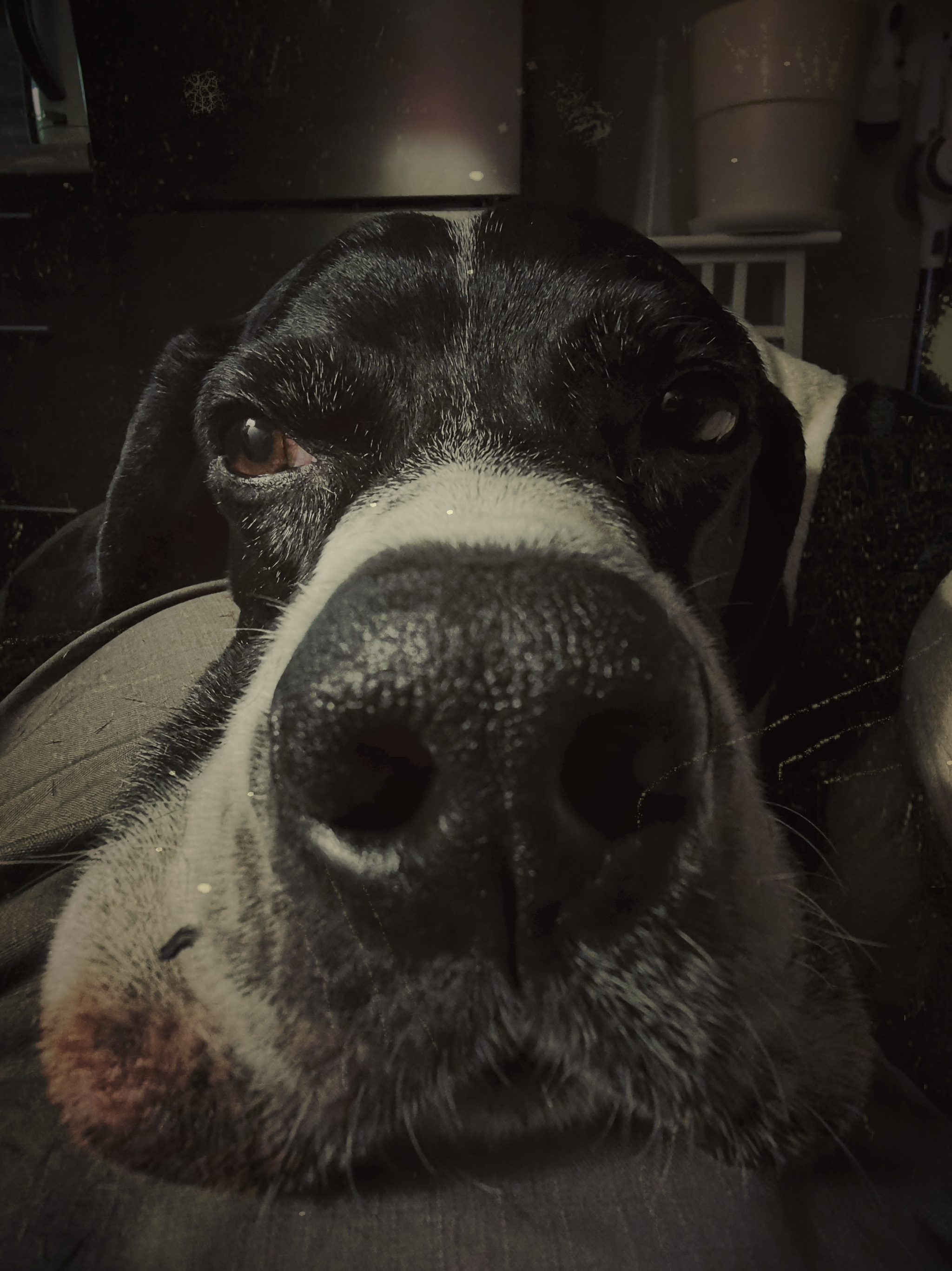 Nose - My, Dog, The photo, Nose, Mobile photography