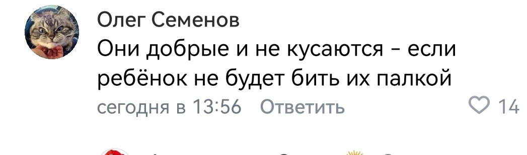 However, nothing new... Zooshiza in Yeysk - Chulman, In contact with, Radical animal protection, VKontakte (link), Longpost, Dog, Negative, Stray dogs, A wave of posts, Screenshot, Comments