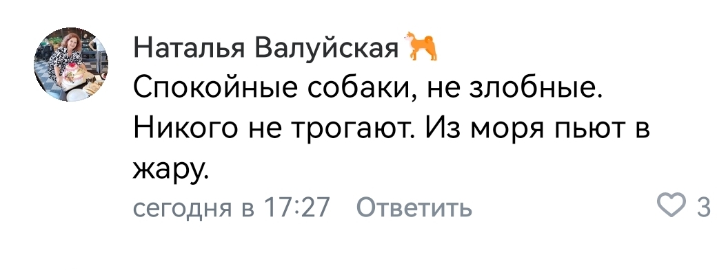 However, nothing new... Zooshiza in Yeysk - Chulman, In contact with, Radical animal protection, VKontakte (link), Longpost, Dog, Negative, Stray dogs, A wave of posts, Screenshot, Comments