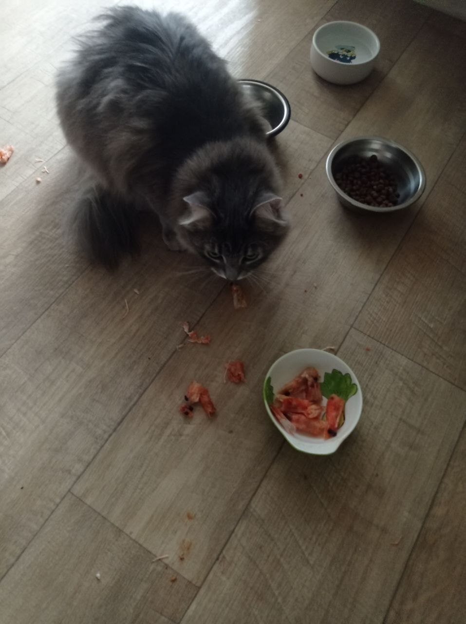 Malta from the dachas, who came to the greenhouse at the dachas in severe frosts, went to Pikabushnitsa and sends her greetings - My, Animal Rescue, Helping animals, cat, Found a home, Tosno, Pick-up headphones, Video, Vertical video, Longpost