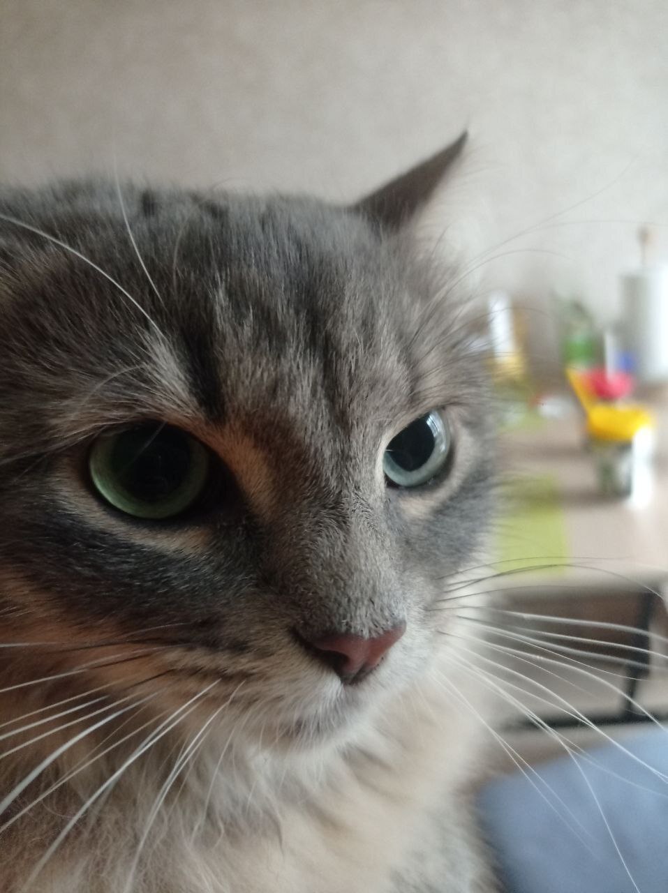 Malta from the dachas, who came to the greenhouse at the dachas in severe frosts, went to Pikabushnitsa and sends her greetings - My, Animal Rescue, Helping animals, cat, Found a home, Tosno, Pick-up headphones, Video, Vertical video, Longpost