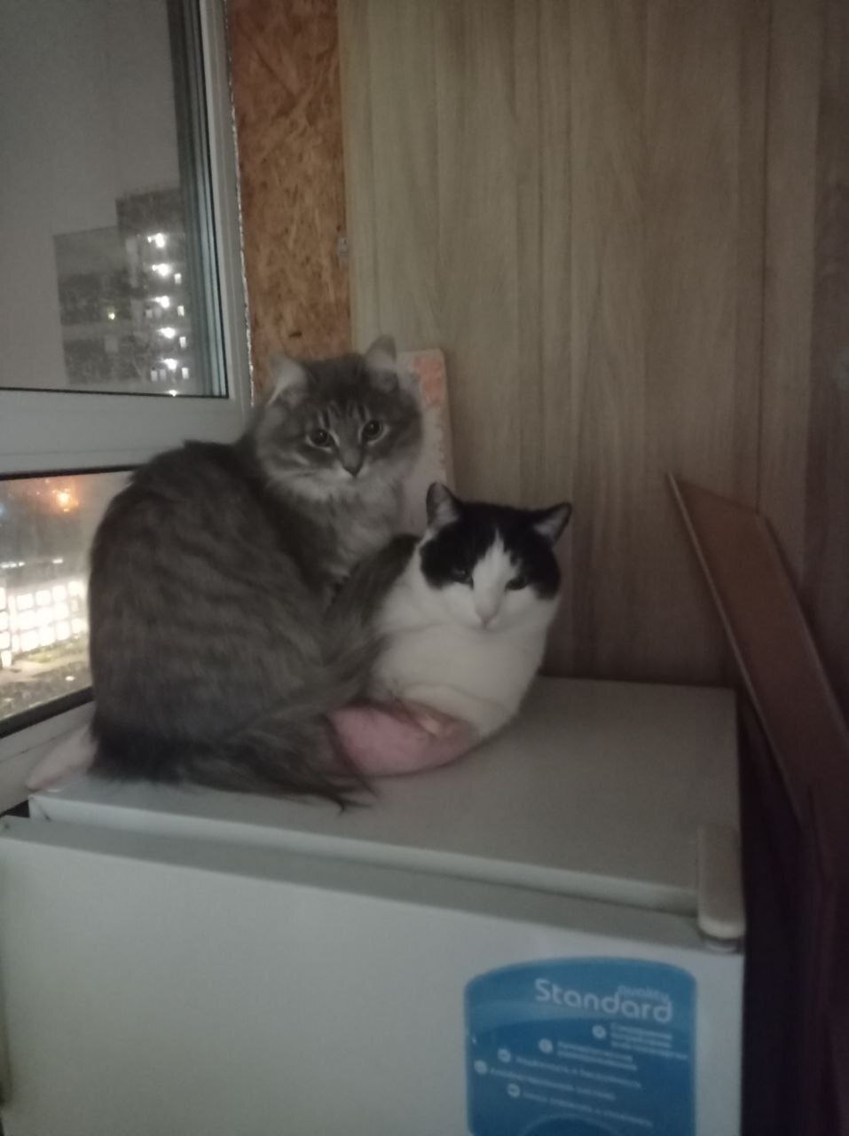 Malta from the dachas, who came to the greenhouse at the dachas in severe frosts, went to Pikabushnitsa and sends her greetings - My, Animal Rescue, Helping animals, cat, Found a home, Tosno, Pick-up headphones, Video, Vertical video, Longpost