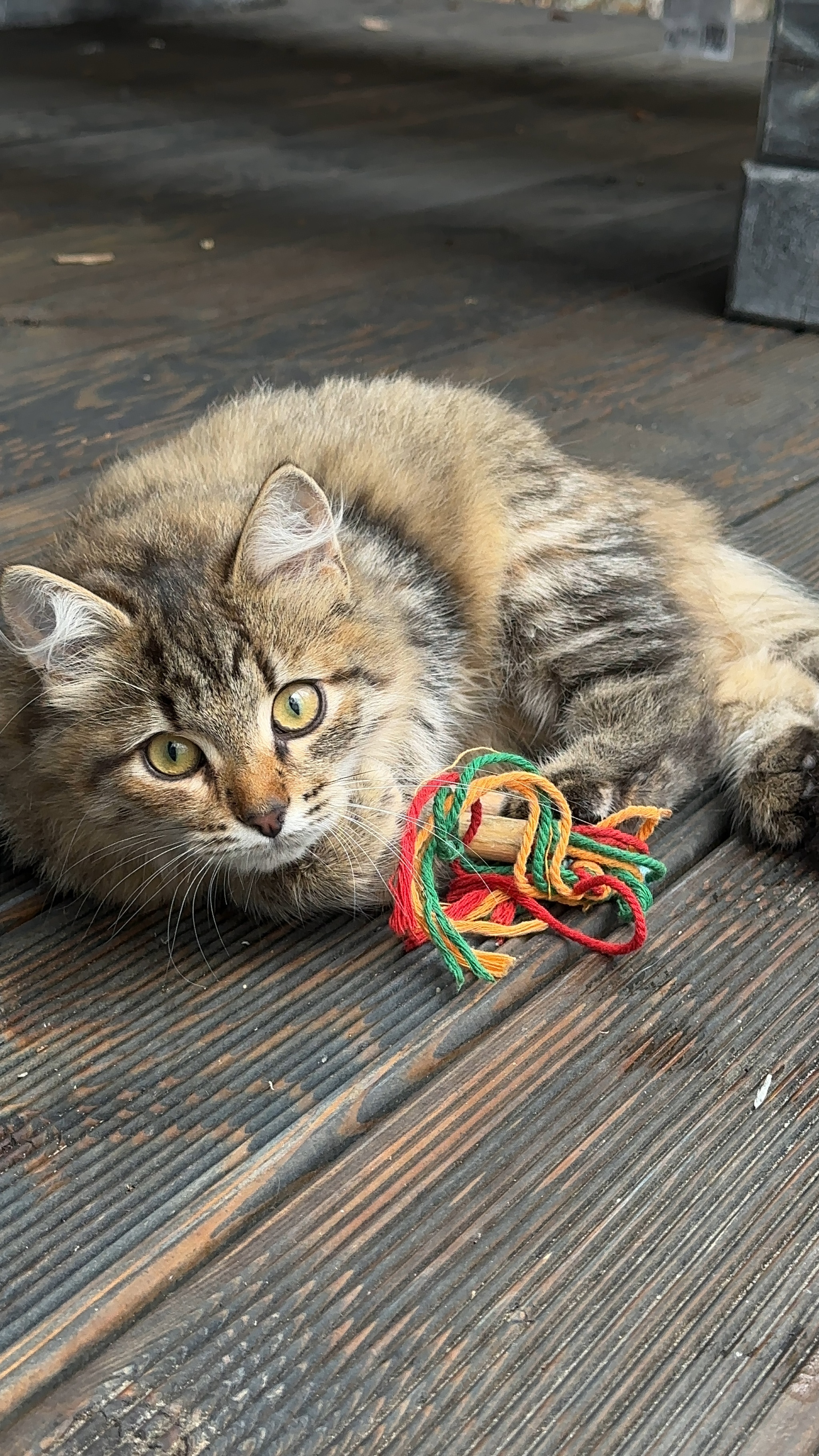 Young Sophie is looking for a family - My, Tricolor cat, Shelter, Cat lovers, Pet the cat, cat, Small cats, Longpost, Kittens, Maine Coon, Overexposure, Good league, Fat cats, In good hands, Volunteering, Kindness, Lost