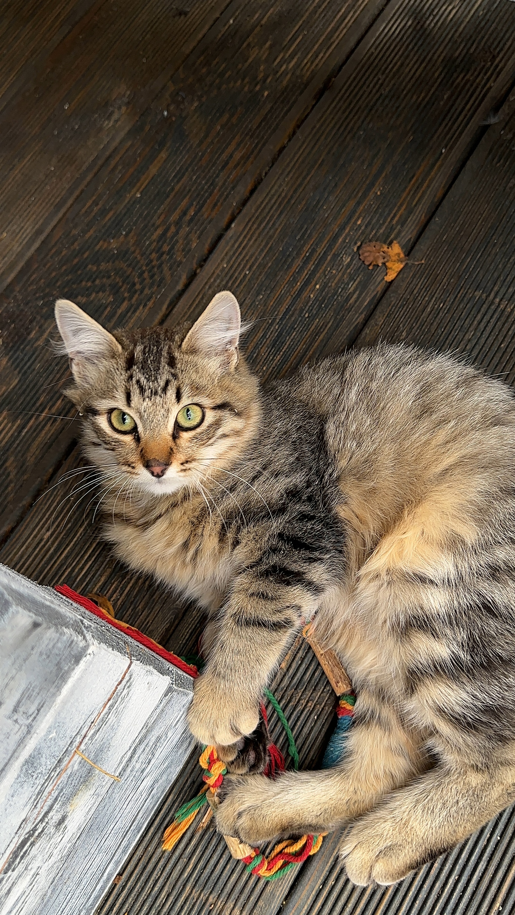 Young Sophie is looking for a family - My, Tricolor cat, Shelter, Cat lovers, Pet the cat, cat, Small cats, Longpost, Kittens, Maine Coon, Overexposure, Good league, Fat cats, In good hands, Volunteering, Kindness, Lost