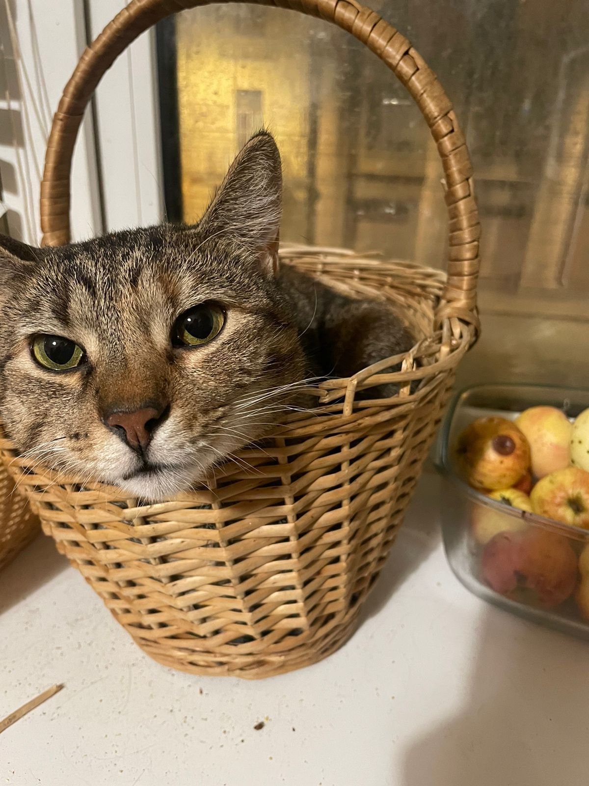 Cat in a basket - No rating, In good hands, Saint Petersburg, cat, Leningrad region