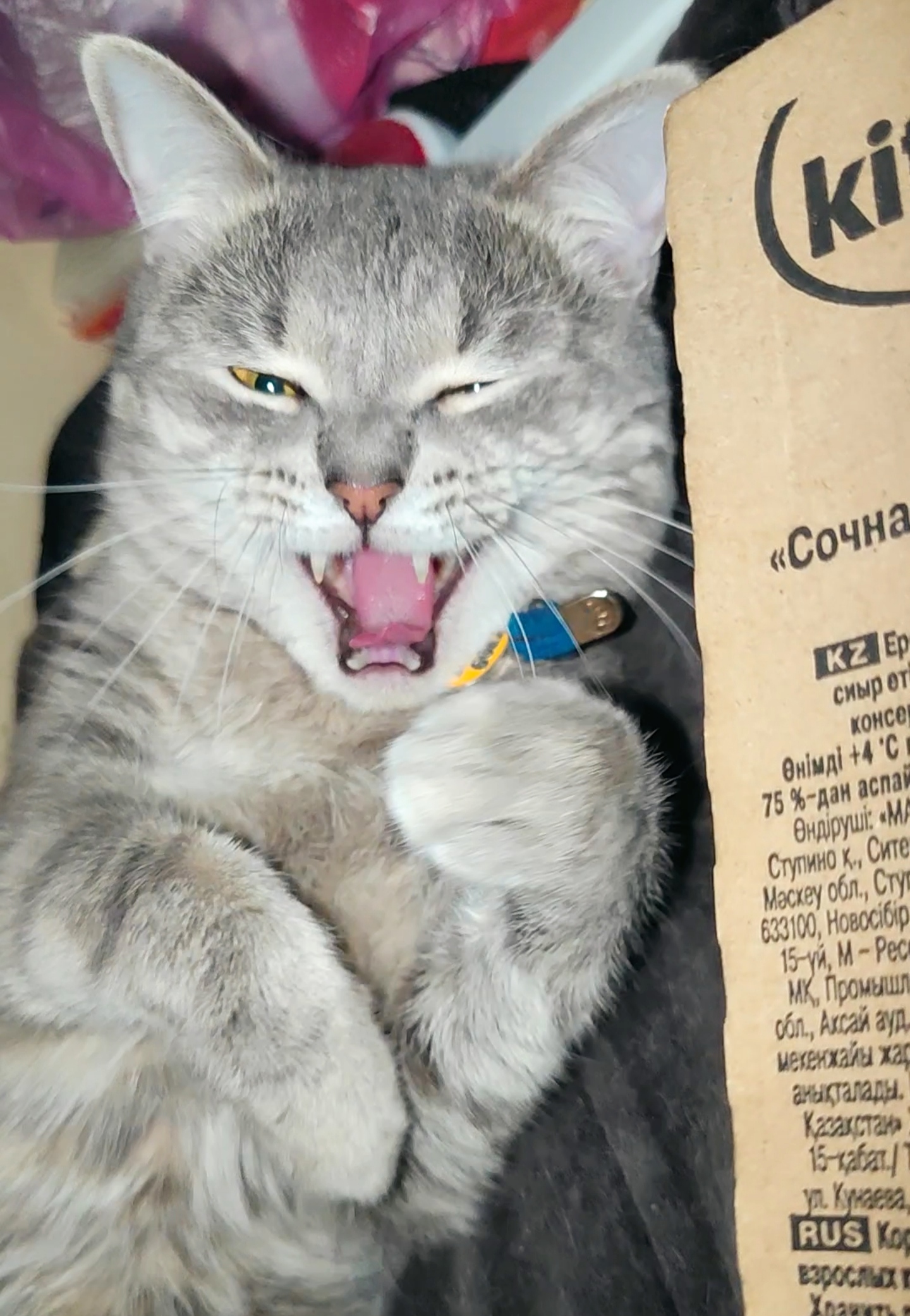 Semyon's joy when they bought a whole box of food - My, cat, Milota, Fluffy, Pet the cat, Pets, The photo