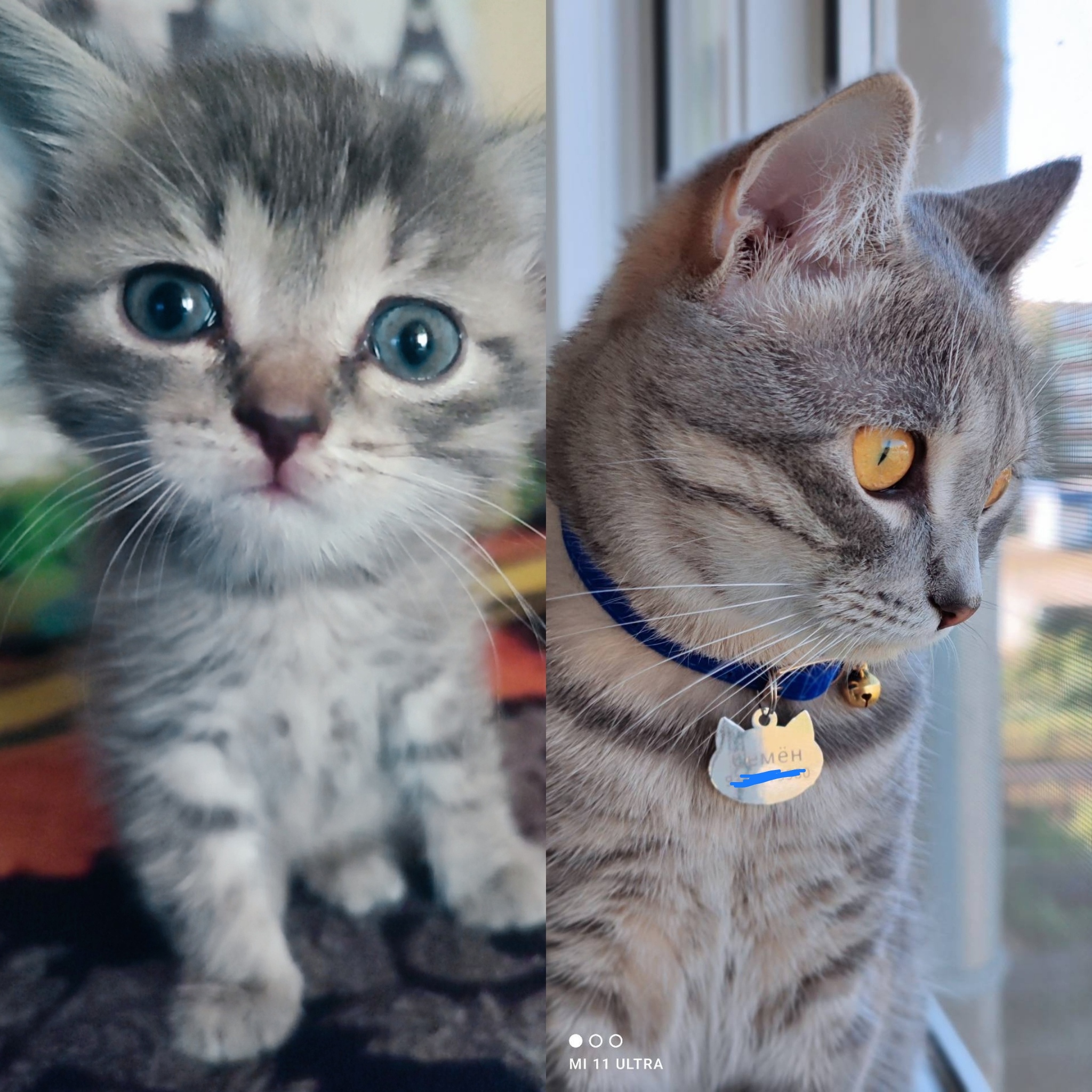 Before and after - My, cat, Milota, The photo, Pets, Fluffy