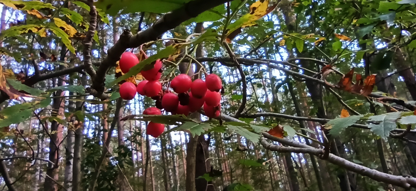 Hiking History #34: Kurgolovskaya Ethnotrope (VIOLA) - My, Leningrad region, Hiking, Forest, Viola, Longpost