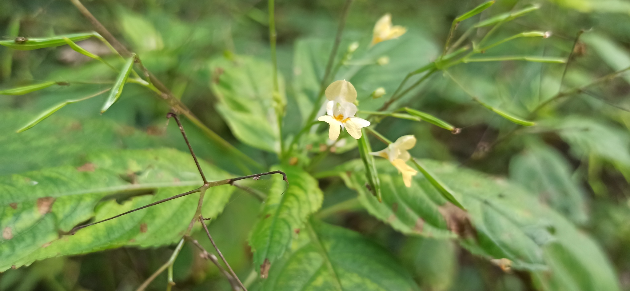 Hiking History #34: Kurgolovskaya Ethnotrope (VIOLA) - My, Leningrad region, Hiking, Forest, Viola, Longpost