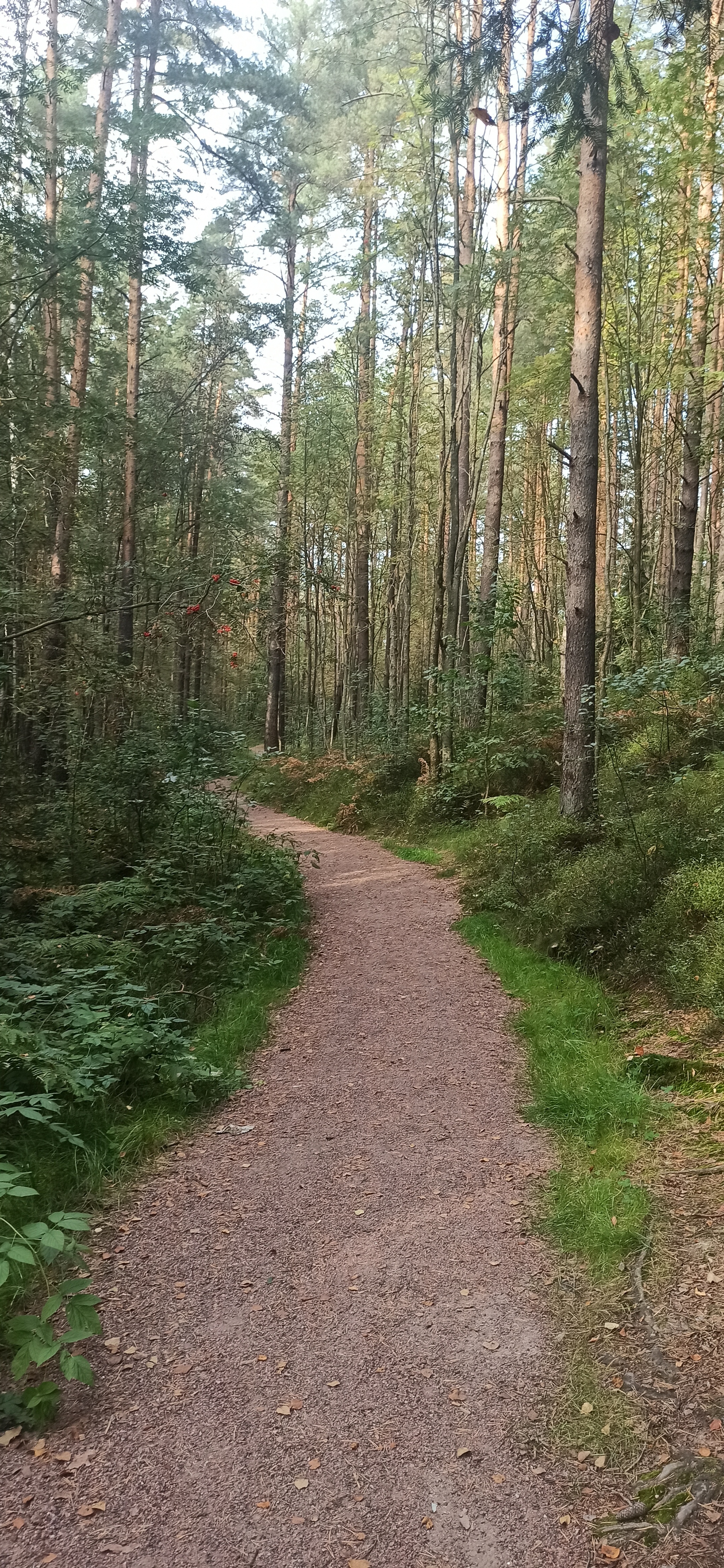 Hiking History #34: Kurgolovskaya Ethnotrope (VIOLA) - My, Leningrad region, Hiking, Forest, Viola, Longpost