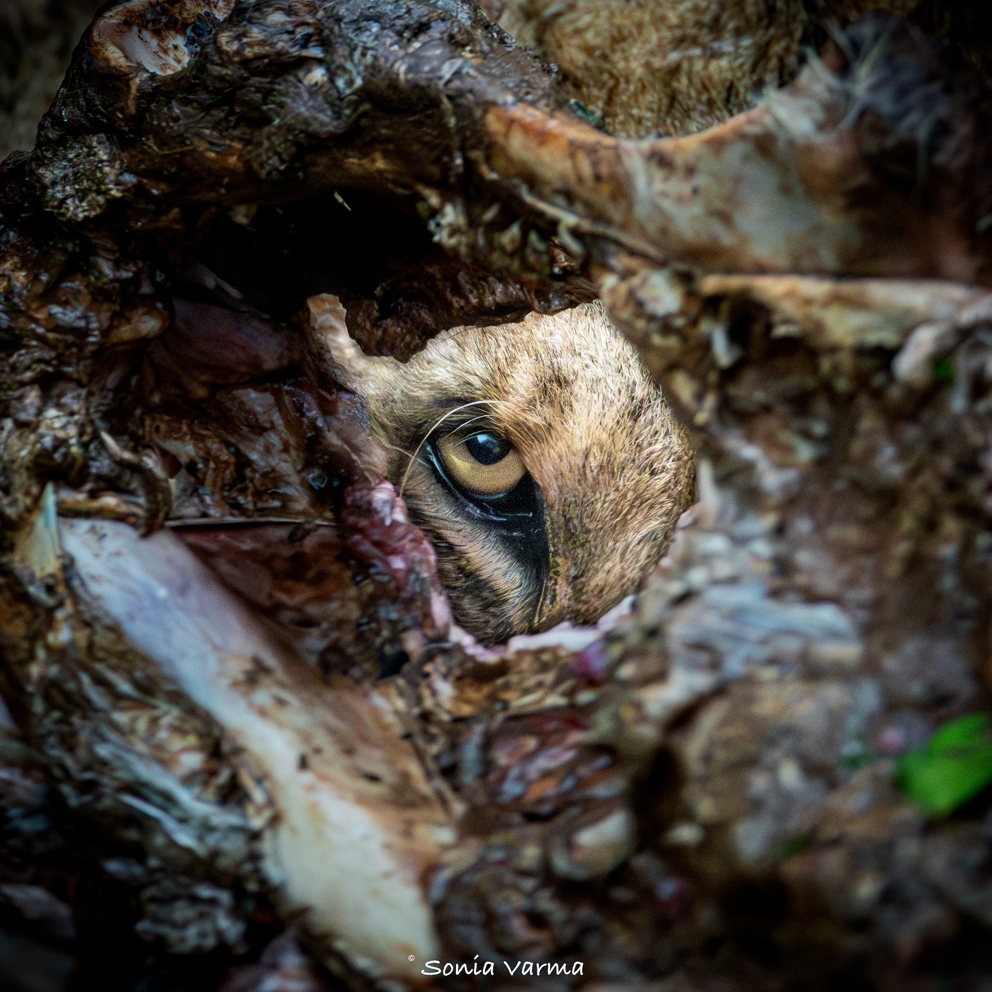 Eye of the Spy - a lion, Big cats, Cat family, Predatory animals, Wild animals, wildlife, National park, Africa, The photo, Remains, Carcass