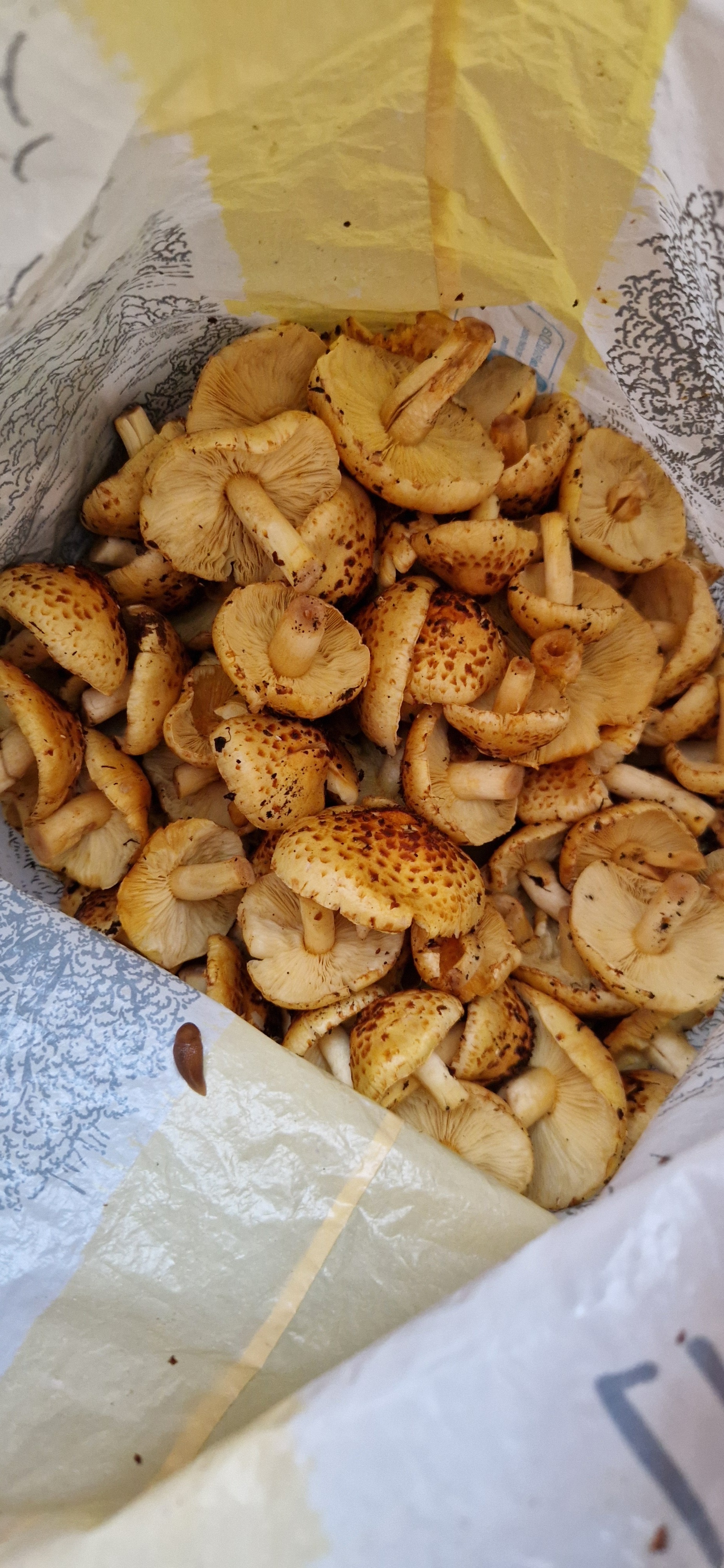 Continuation of the post I waited - Mushrooms, Umbrella Mushroom, Silent hunt, Mushroom pickers, Cooking for the lazy, Camping, October, Longpost, Honey mushrooms, Reply to post