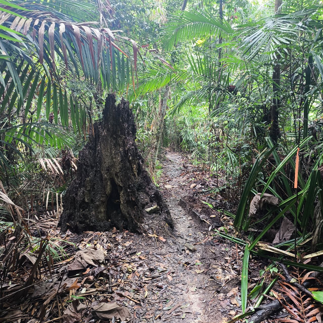 Melanesia Travel Diary. Malaysia. Day 115. Time to Go - My, Travels, Informative, Drive, Around the world, Sea, Malaysia, Video, Vertical video, Longpost