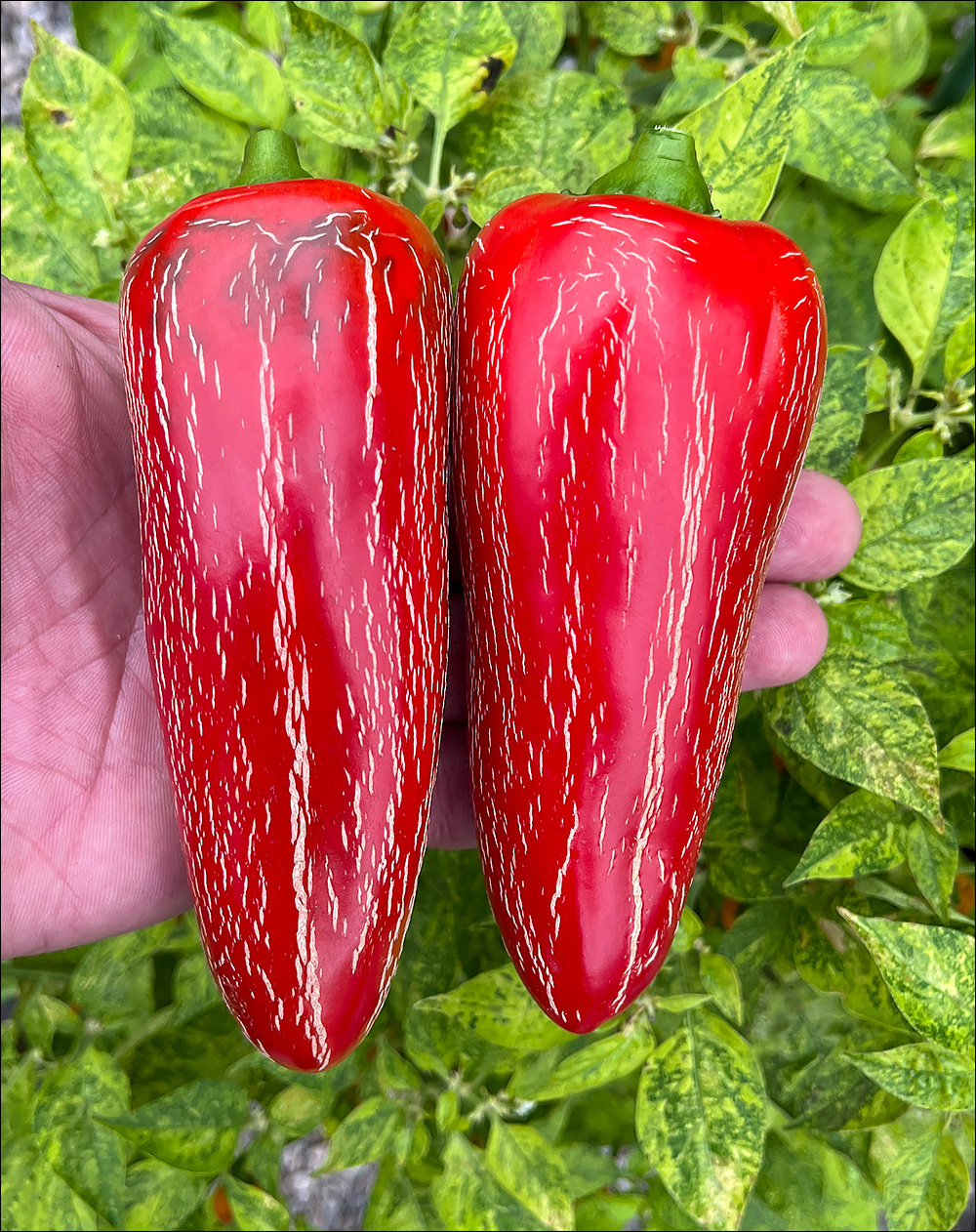 Jalapeno Paquime - My, Hot peppers, Gardening, Longpost