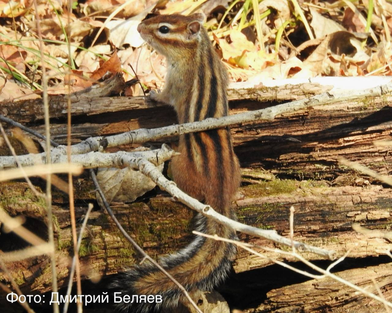 Almost a tiger - Chipmunk, Rodents, Wild animals, The photo, Primorsky Krai, National park, Land of the Leopard, wildlife, Telegram (link)