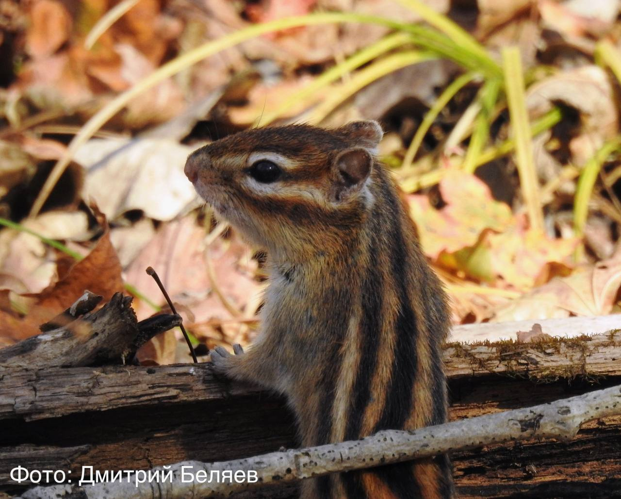 Almost a tiger - Chipmunk, Rodents, Wild animals, The photo, Primorsky Krai, National park, Land of the Leopard, wildlife, Telegram (link)