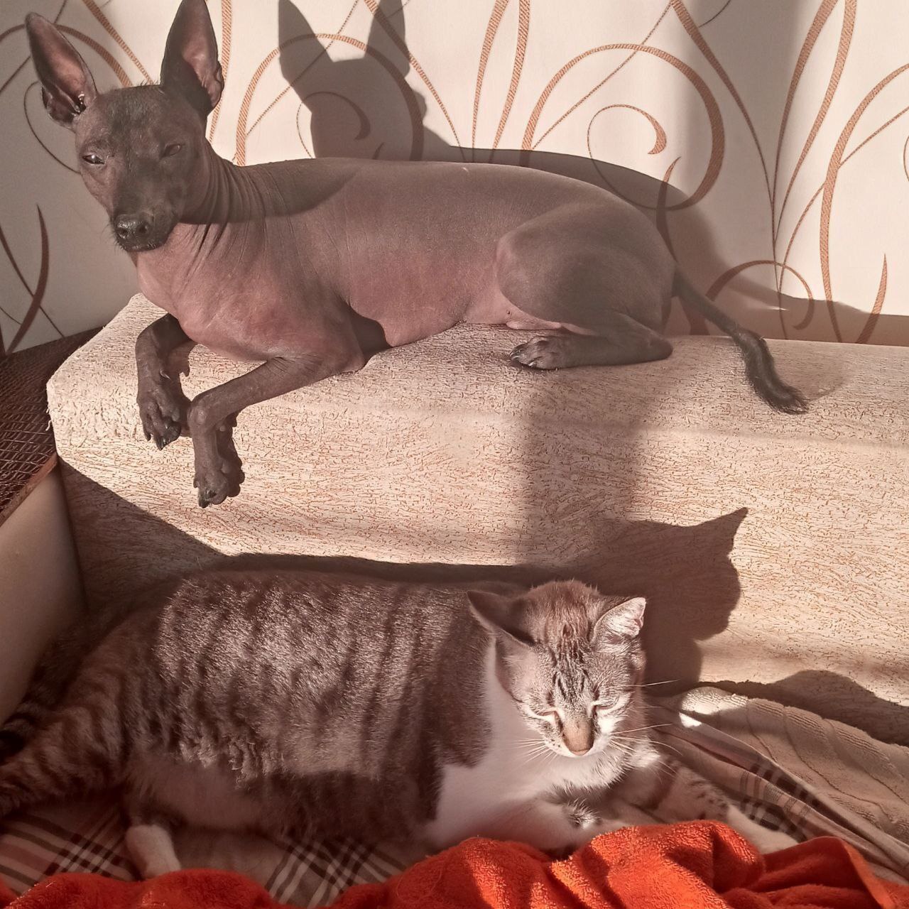 Our naked dogs live in families with naked cats and cats with luxurious fur coats :)) - Crossposting, Pikabu publish bot