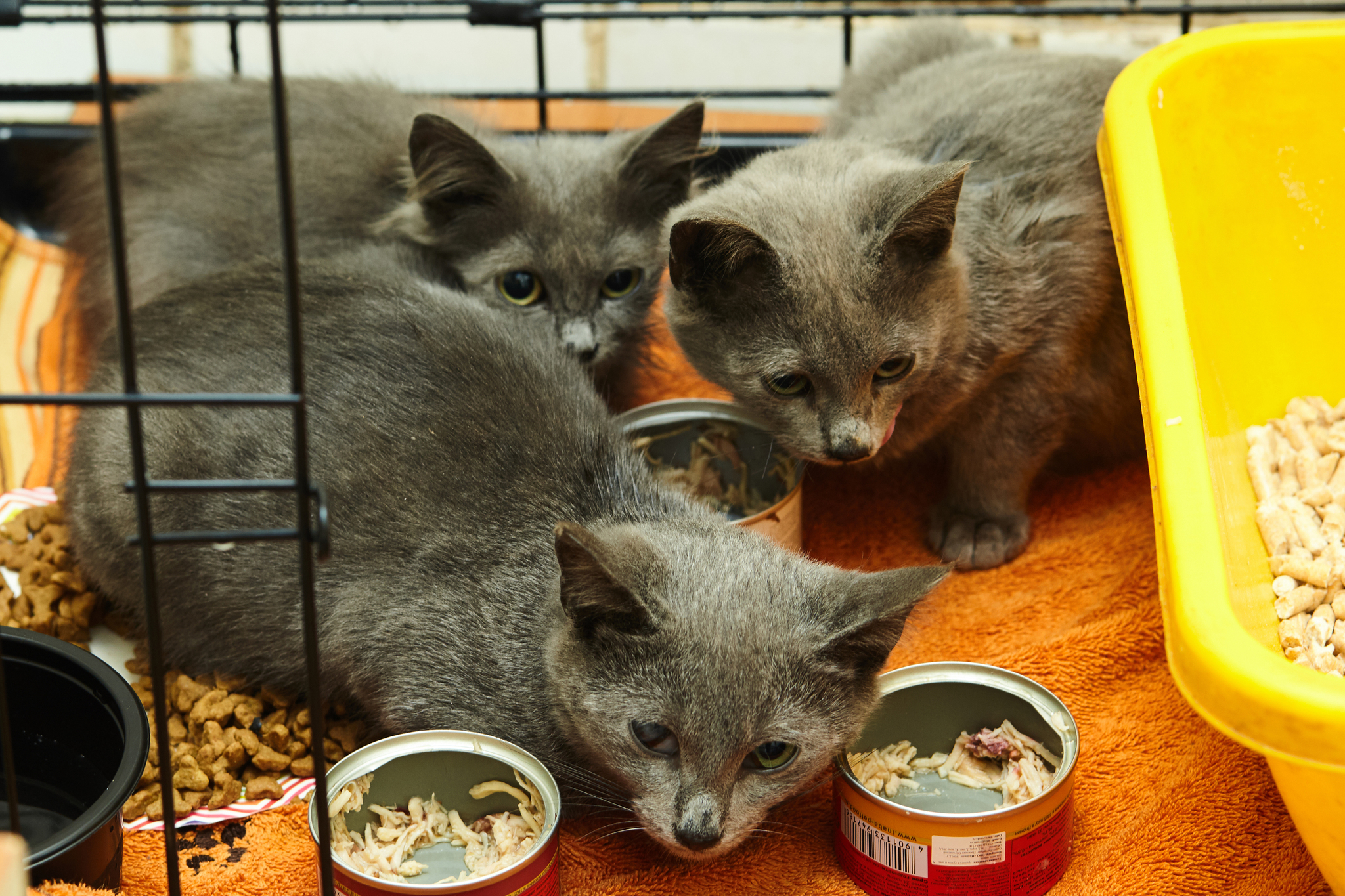 Three gray kittens in trouble - cat, In good hands, Moscow, Fluffy, Milota, Longpost