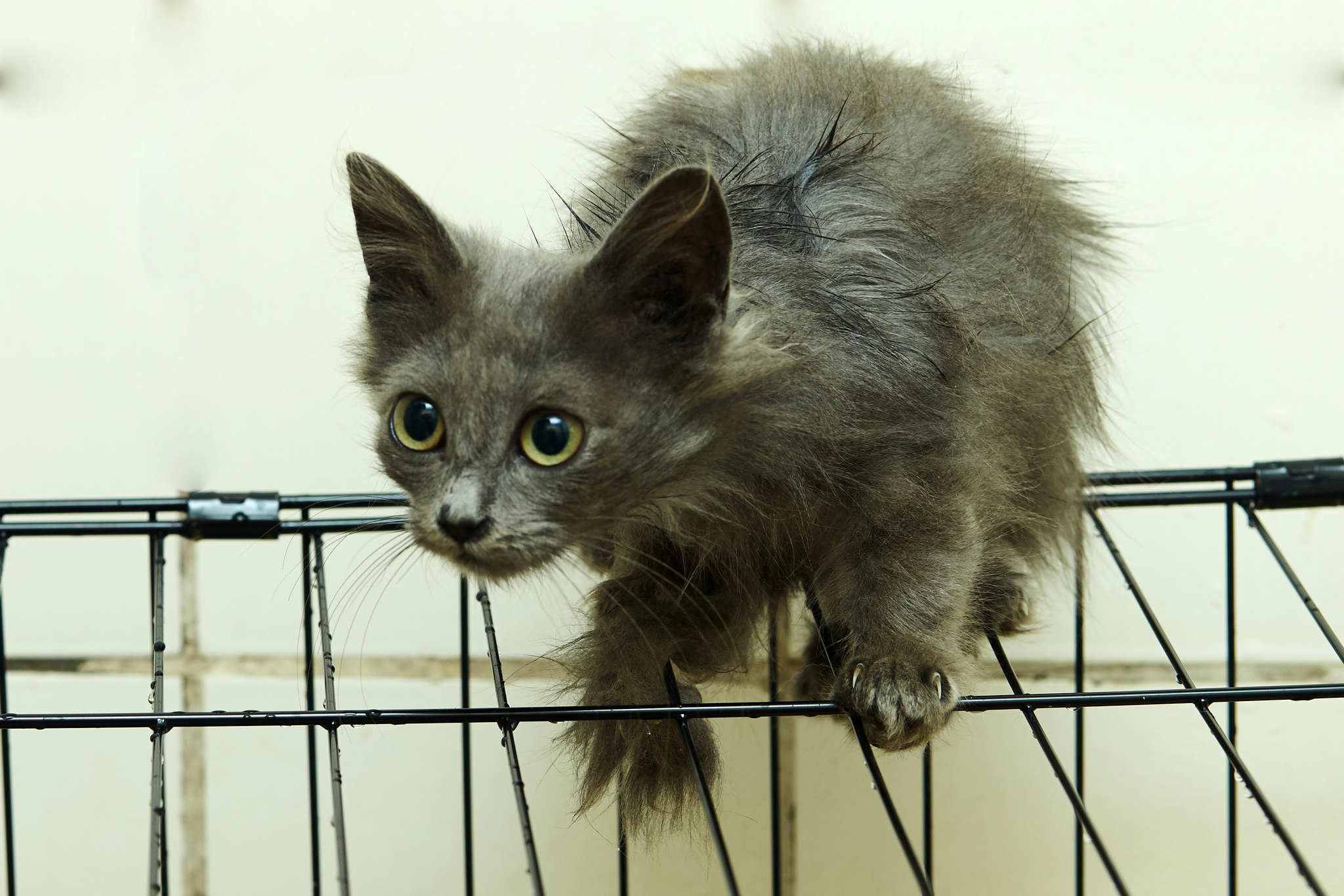 Three gray kittens in trouble - cat, In good hands, Moscow, Fluffy, Milota, Longpost