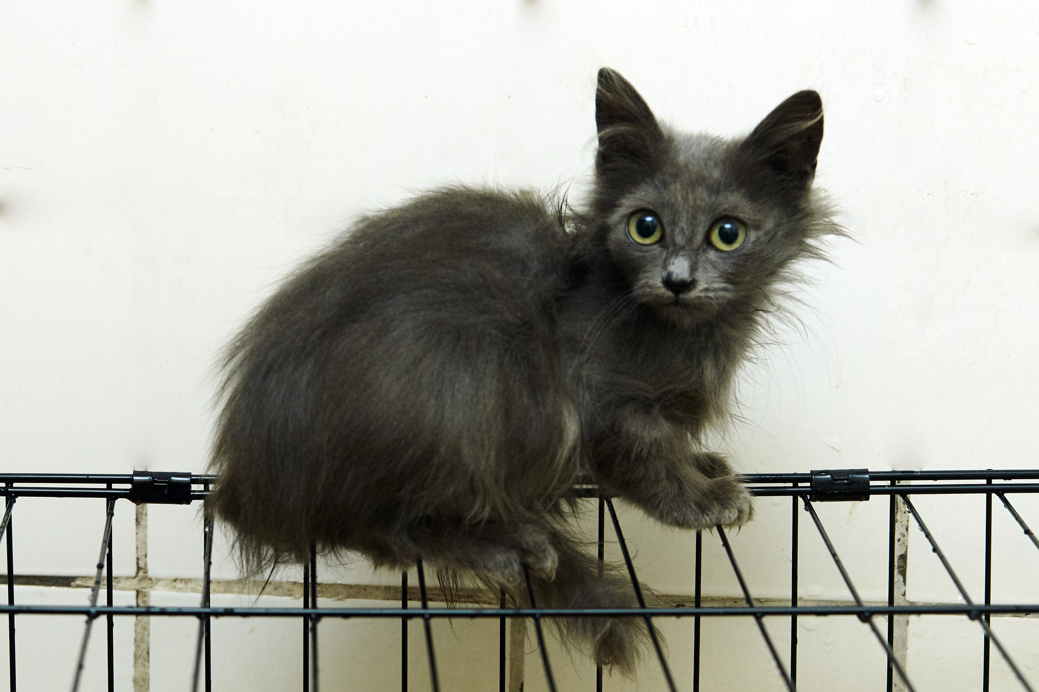 Three gray kittens in trouble - cat, In good hands, Moscow, Fluffy, Milota, Longpost