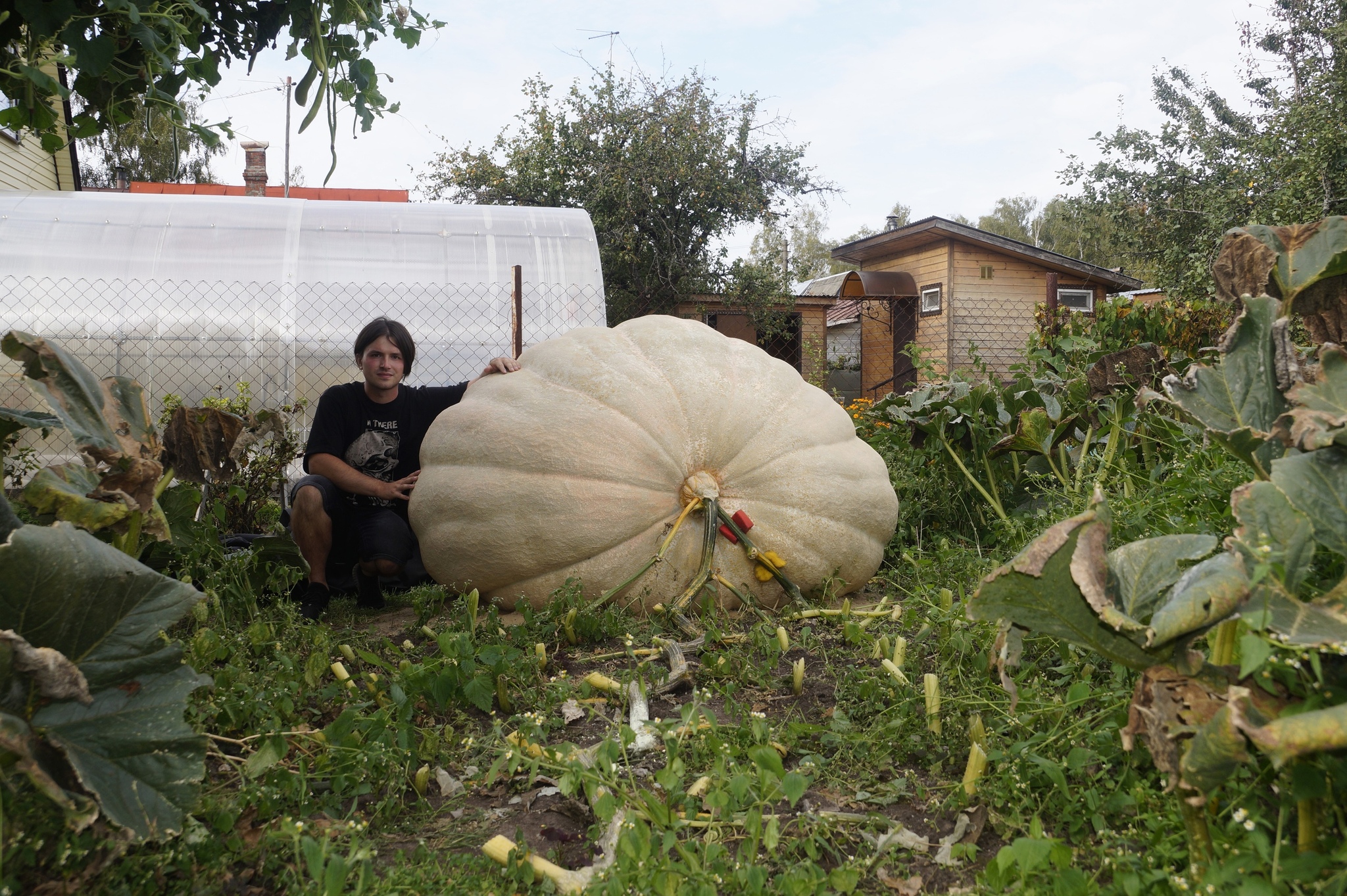 Snickers of Destiny - My, Garden, Vegetables, Pumpkin, Food, Fate, Snickers, Longpost