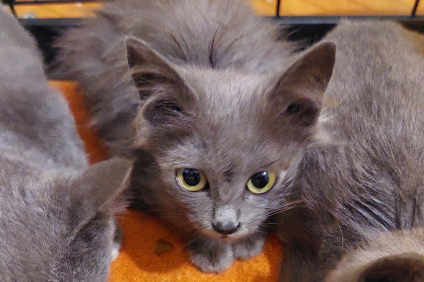 Three gray kittens in trouble - cat, In good hands, Moscow, Fluffy, Milota, Longpost