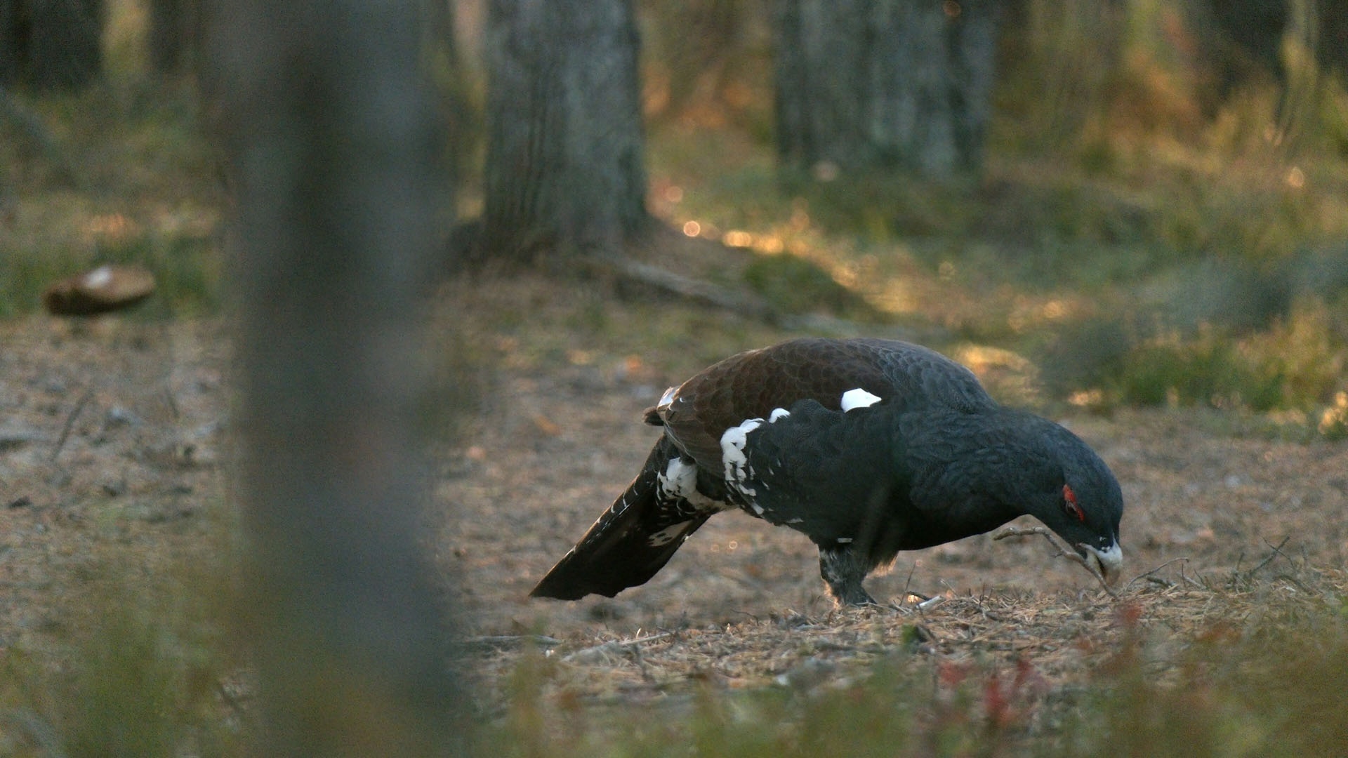 It's time for the CAPERCAILLIES to collect stones! - My, Wood grouse, Natural stones, The nature of Russia, Each creature has a pair, Pavel Glazkov, Longpost