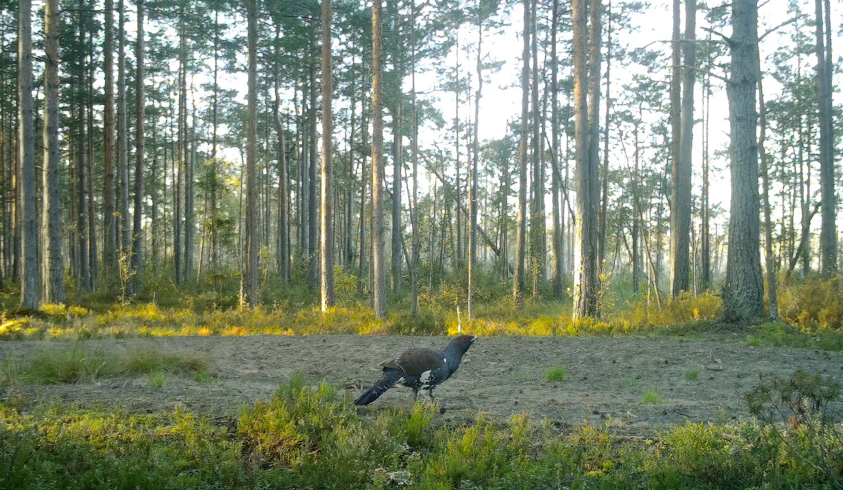 It's time for the CAPERCAILLIES to collect stones! - My, Wood grouse, Natural stones, The nature of Russia, Each creature has a pair, Pavel Glazkov, Longpost