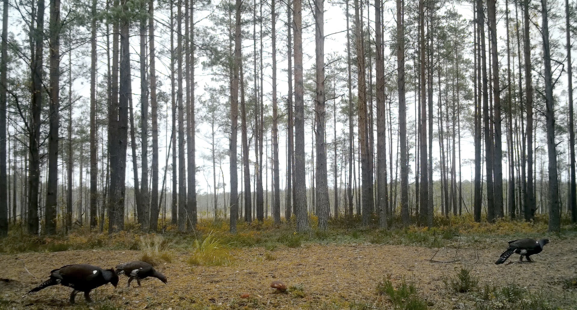 It's time for the CAPERCAILLIES to collect stones! - My, Wood grouse, Natural stones, The nature of Russia, Each creature has a pair, Pavel Glazkov, Longpost