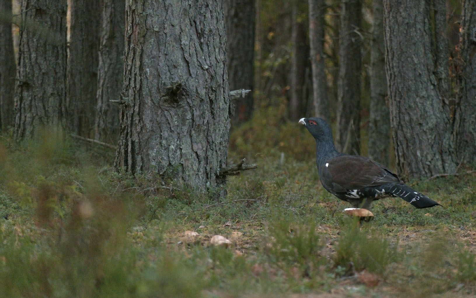 It's time for the CAPERCAILLIES to collect stones! - My, Wood grouse, Natural stones, The nature of Russia, Each creature has a pair, Pavel Glazkov, Longpost