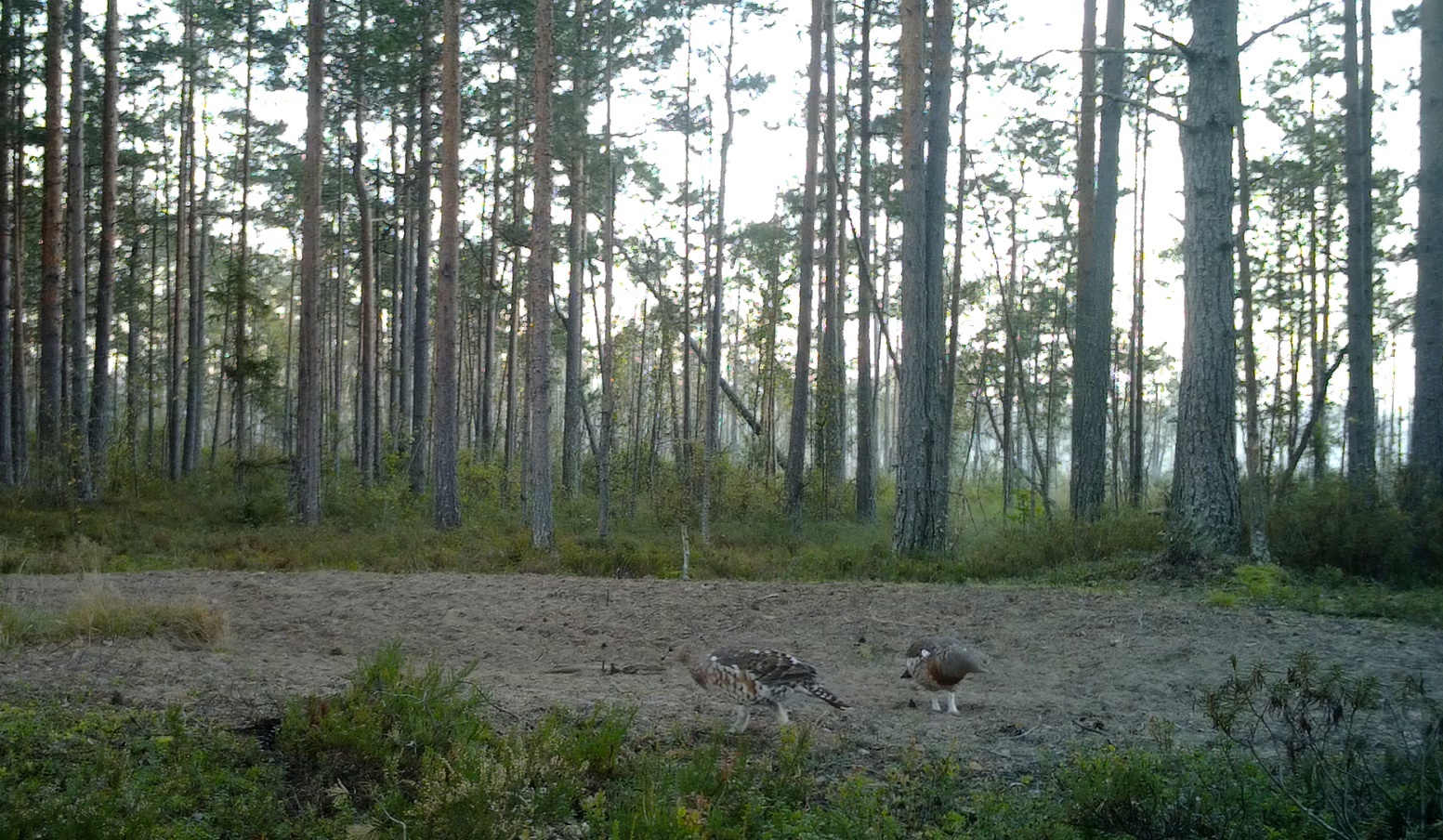 It's time for the CAPERCAILLIES to collect stones! - My, Wood grouse, Natural stones, The nature of Russia, Each creature has a pair, Pavel Glazkov, Longpost