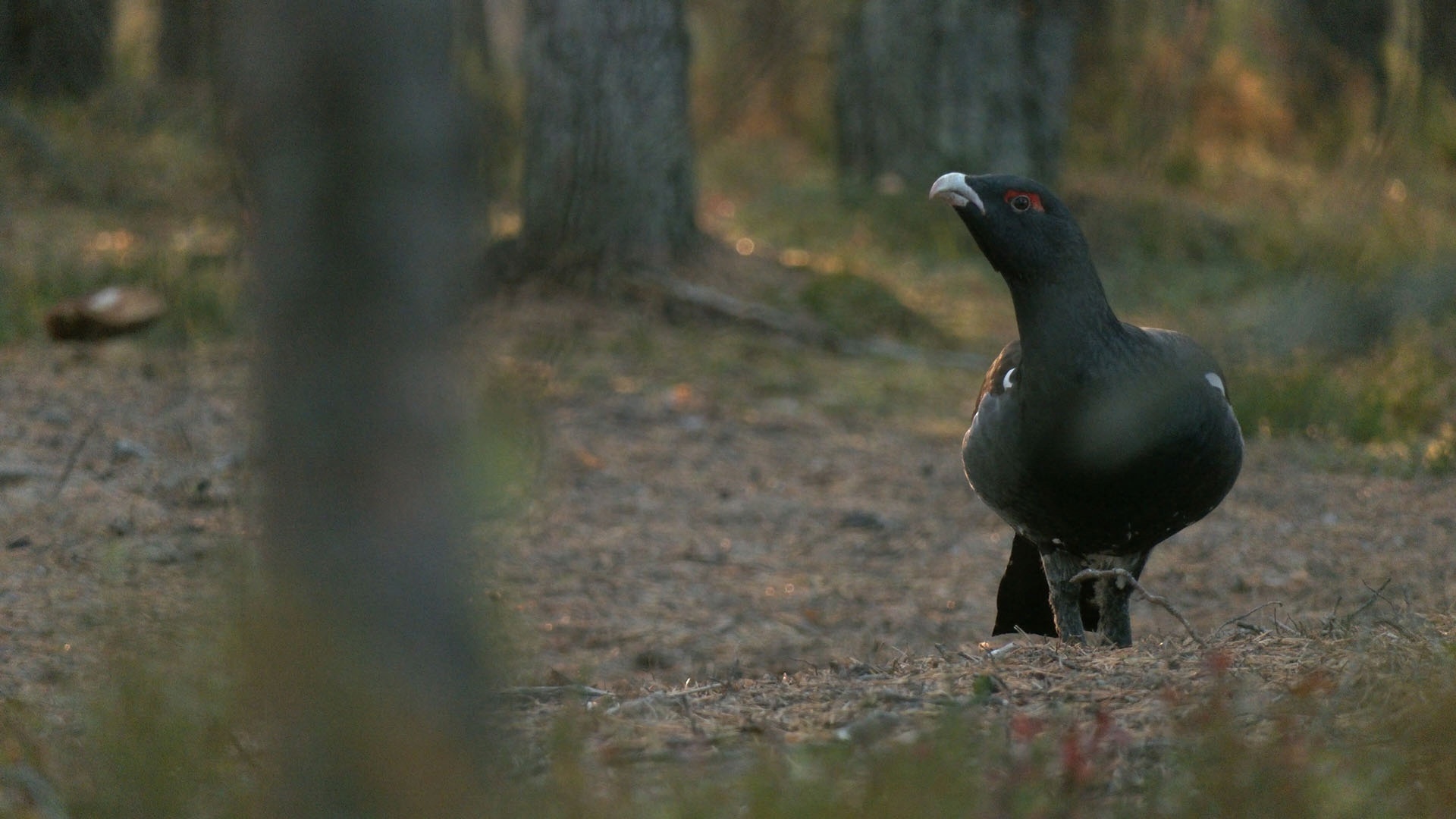 It's time for the CAPERCAILLIES to collect stones! - My, Wood grouse, Natural stones, The nature of Russia, Each creature has a pair, Pavel Glazkov, Longpost