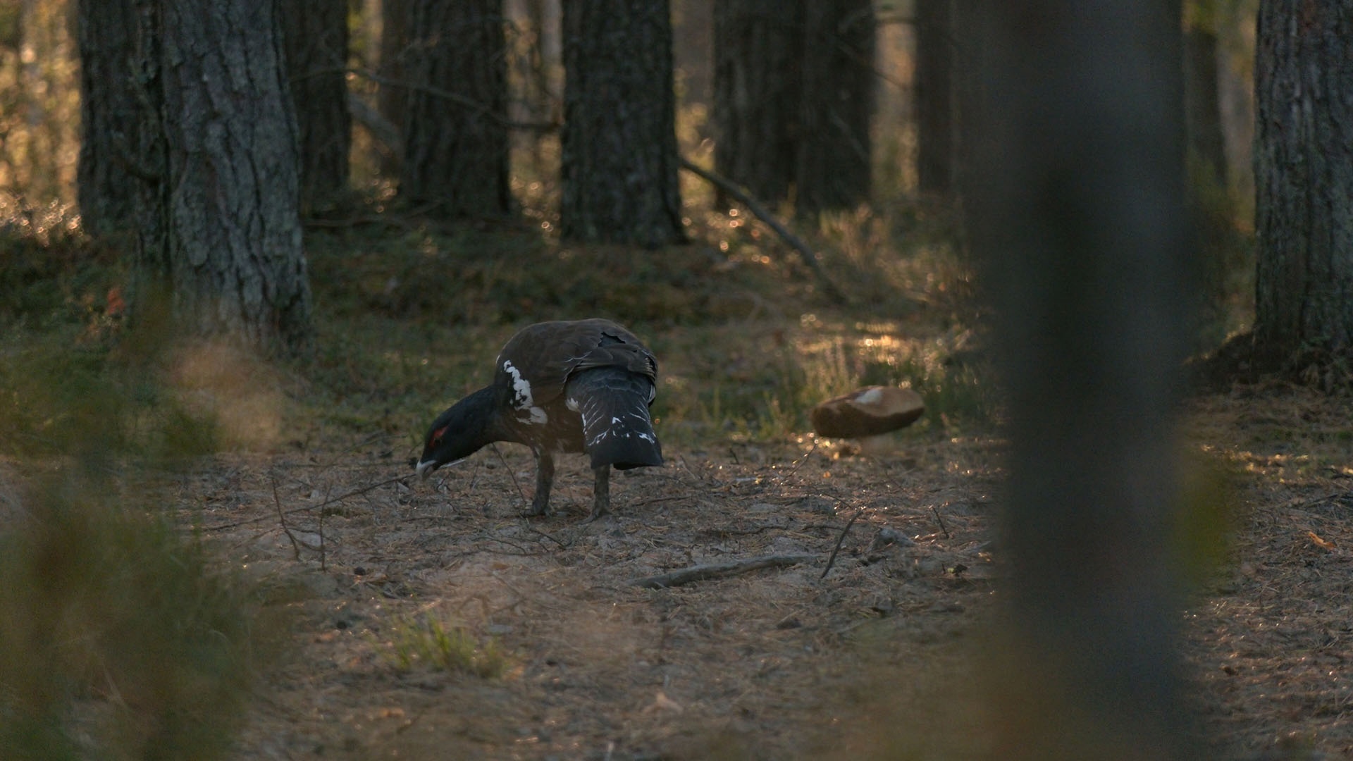 It's time for the CAPERCAILLIES to collect stones! - My, Wood grouse, Natural stones, The nature of Russia, Each creature has a pair, Pavel Glazkov, Longpost